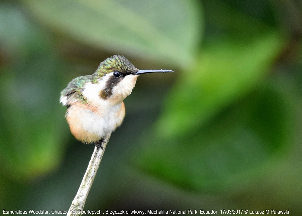 Esmeraldas Woodstar Birdwatching ดูนก