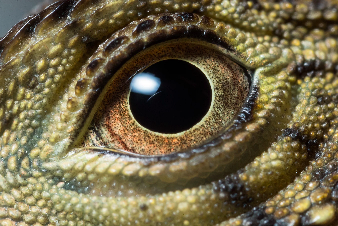 (Photo: Robert Irwin / robertirwinphotos.com)