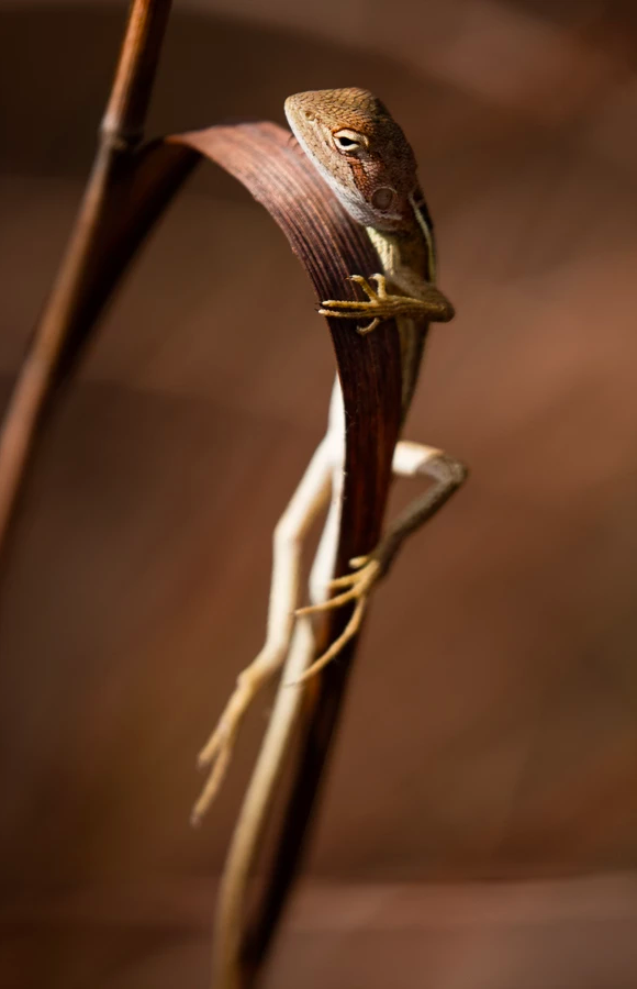 (Photo: Robert Irwin / robertirwinphotos.com)
