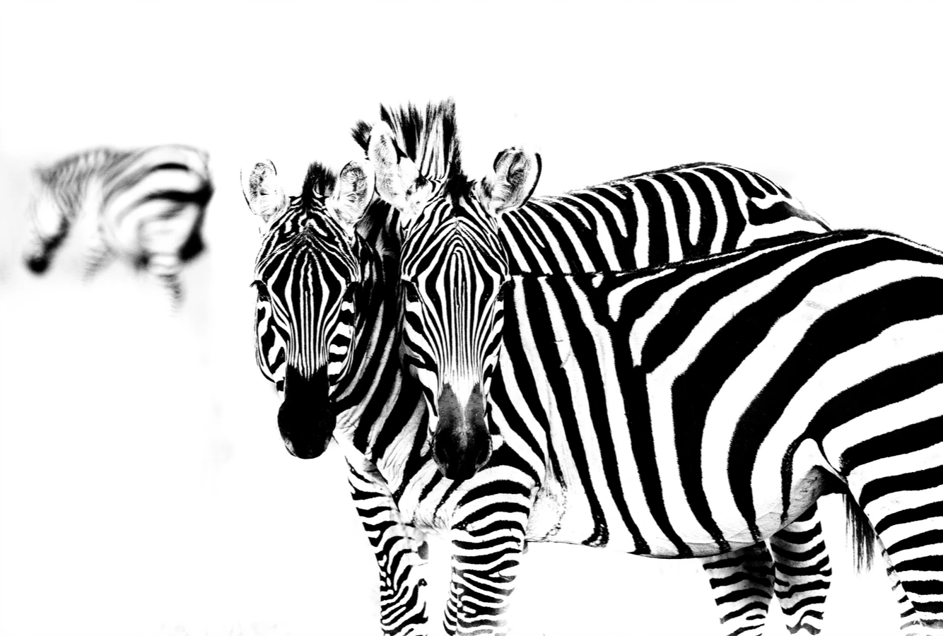 (Photo: Robert Irwin / robertirwinphotos.com)