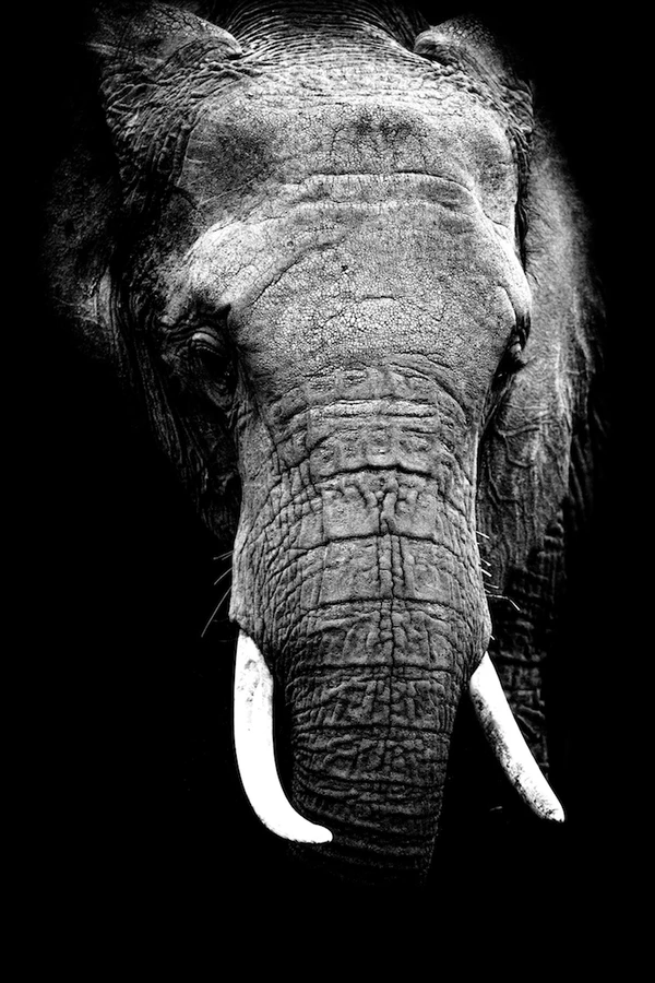 (Photo: Robert Irwin / robertirwinphotos.com)
