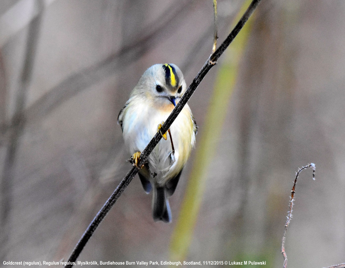 ดูนก birdwatching Goldcrest นกกระจิ๊ดกระหม่อมสีทอง 