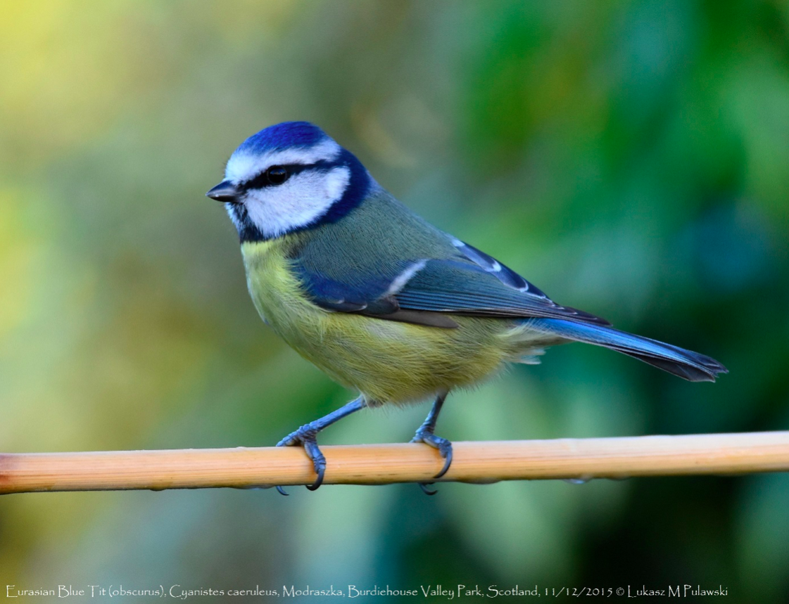 Birdwatching ดูนก นกติ๊ดสีน้ำเงิน Blue Tit 