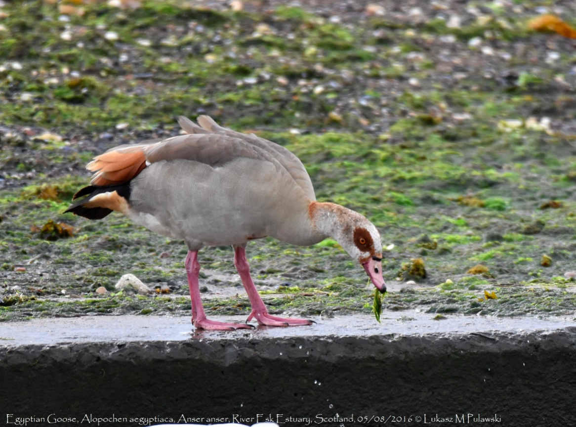 ห่านอียิปต์ Egyptian Goose ดูนก birdwatching