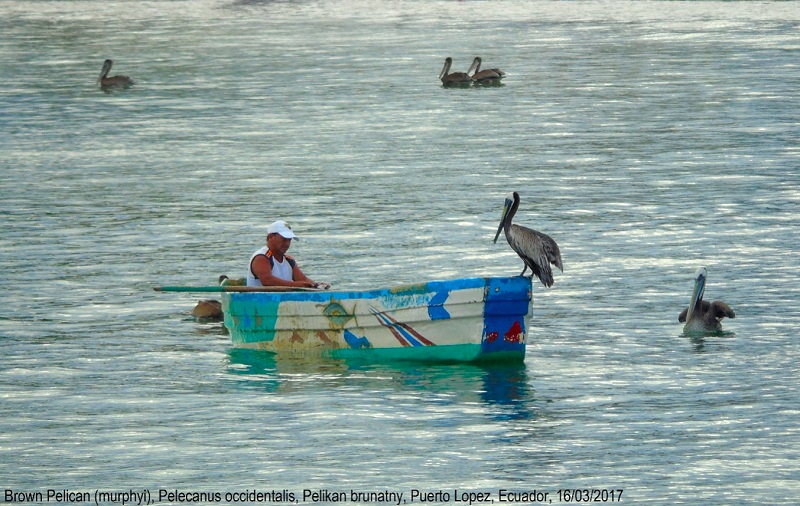 Birdwatching ดูนก นกกระทุงสีน้ำตาล Brown Pelican
