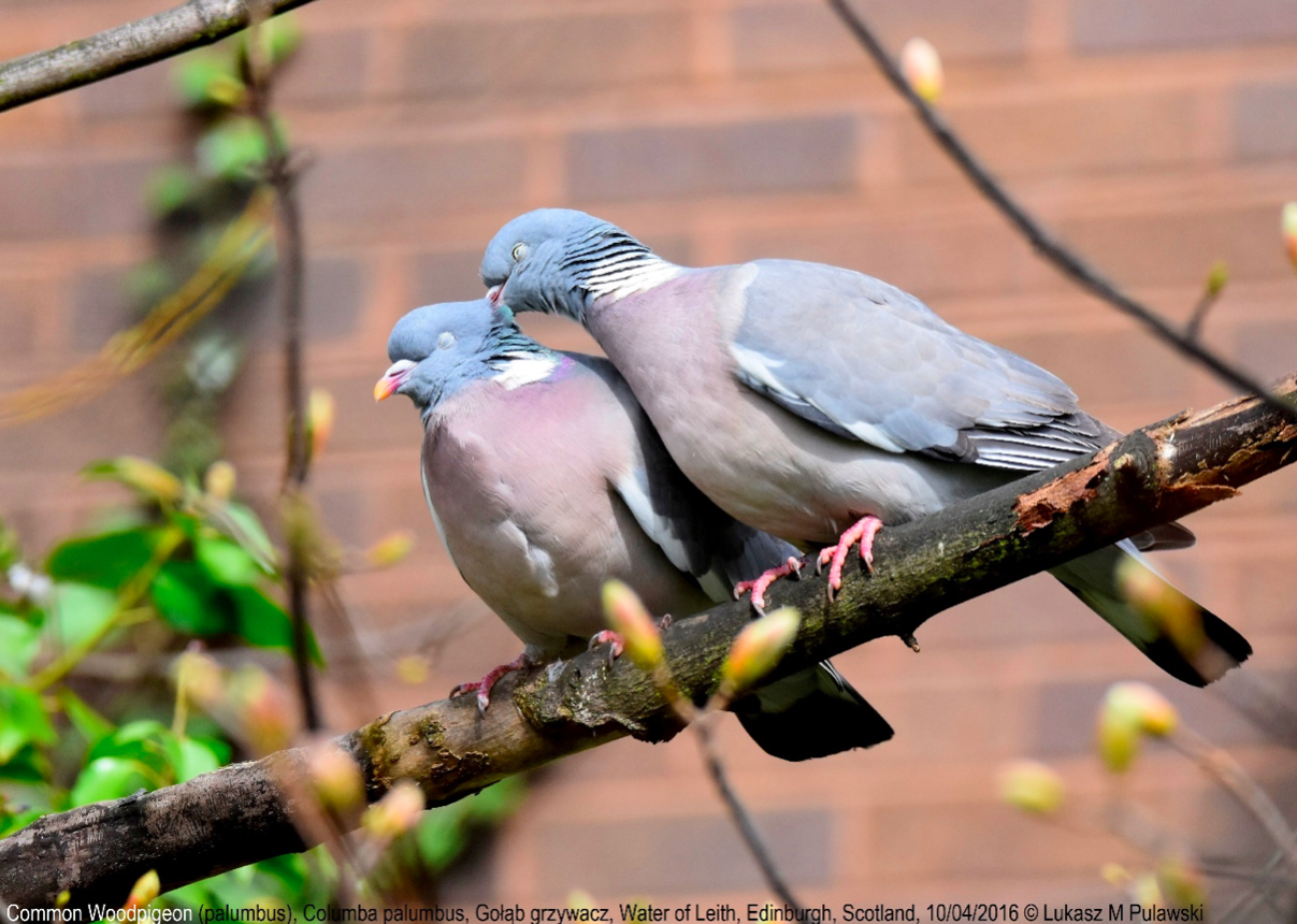 Common Woodpigeon พิราบป่า Birdwatching ดูนก