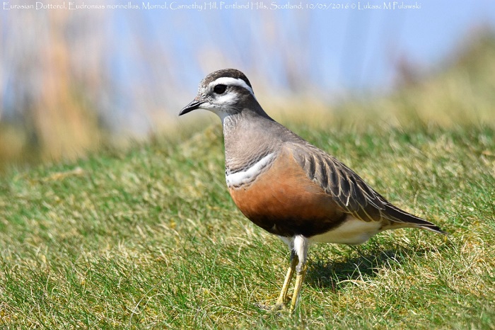 ฺBirdwatching ดูนก Dotterel นกคุ่มแท้ 