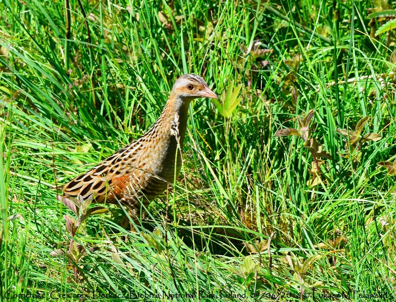 Corncrake Birdwathcing ดูนก