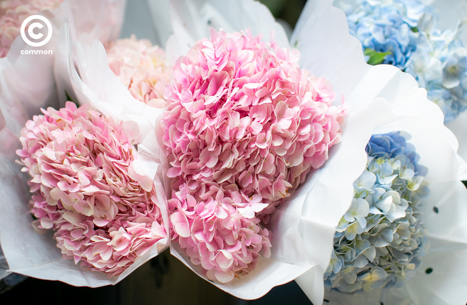 #photo essay #ดอกไม้ #ปากคลองตลาด