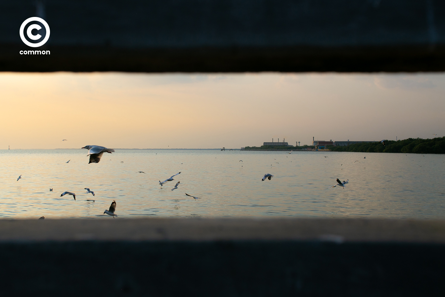 #photoessay #นกนางนวล #บางปู