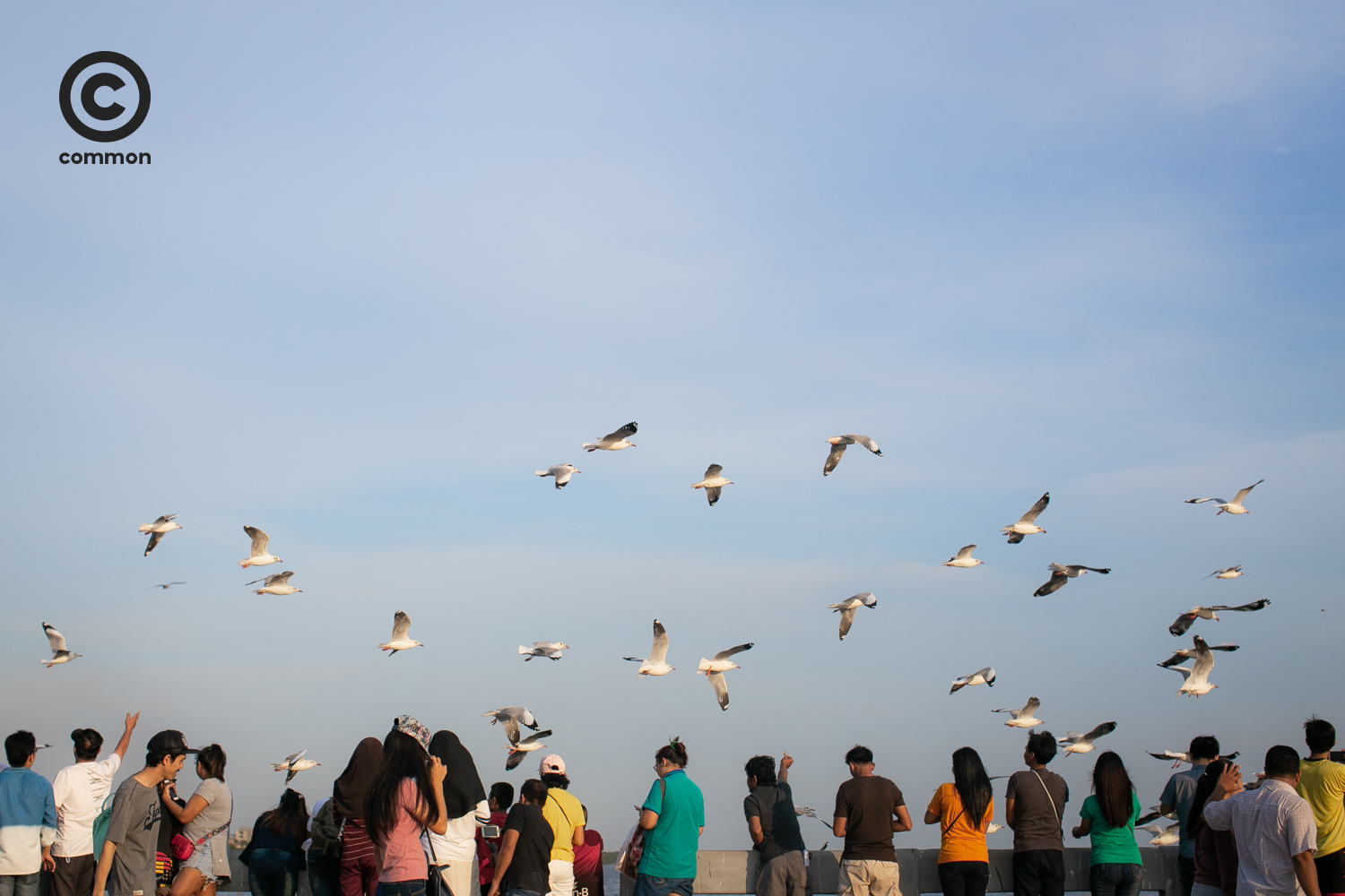 #photoessay #นกนางนวล #บางปู