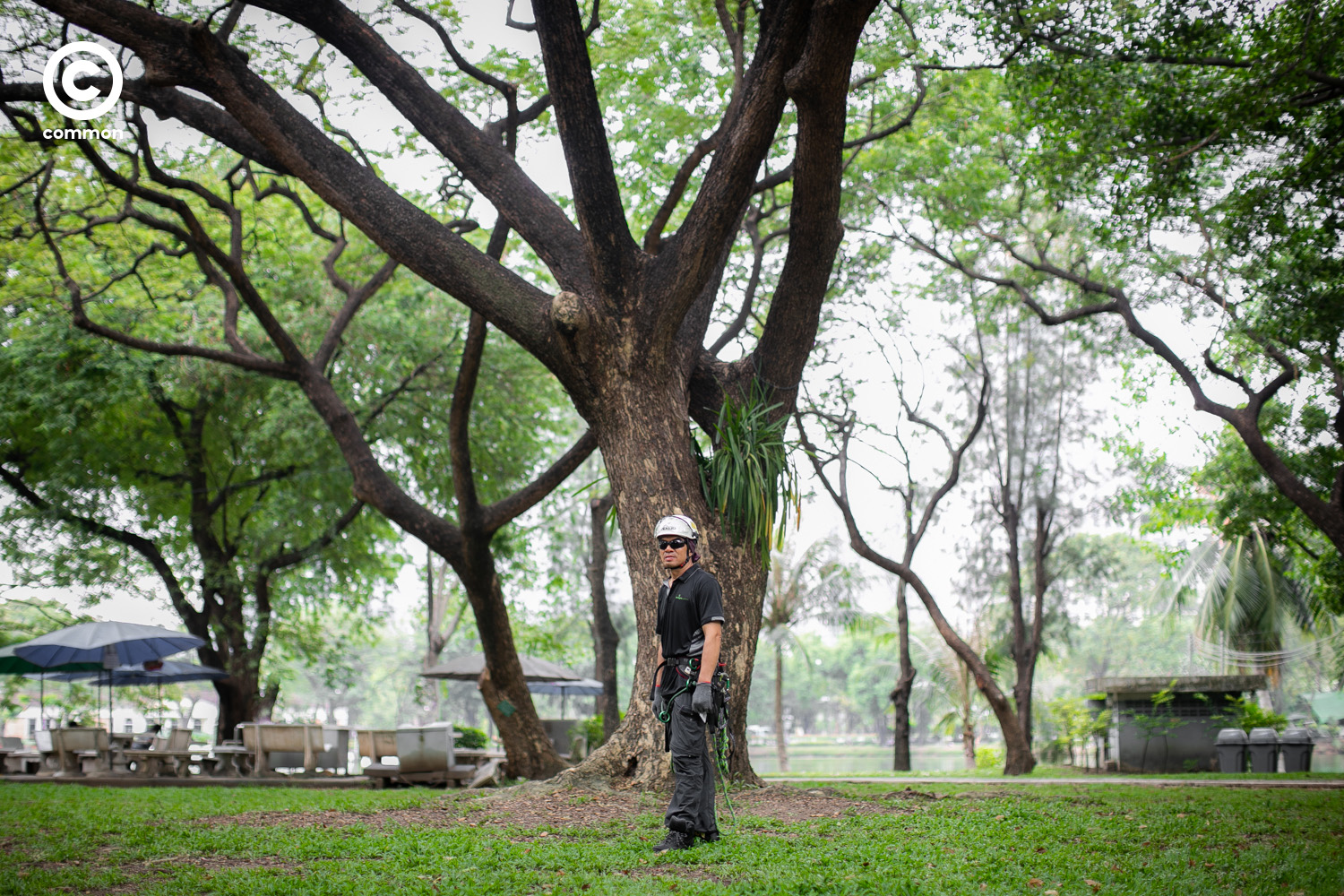 รุกขกร arborist ต้นไม้ bigtree