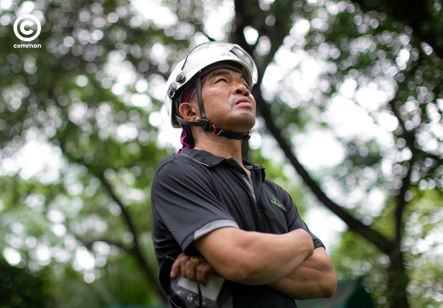 รุกขกร arborist ต้นไม้ bigtree