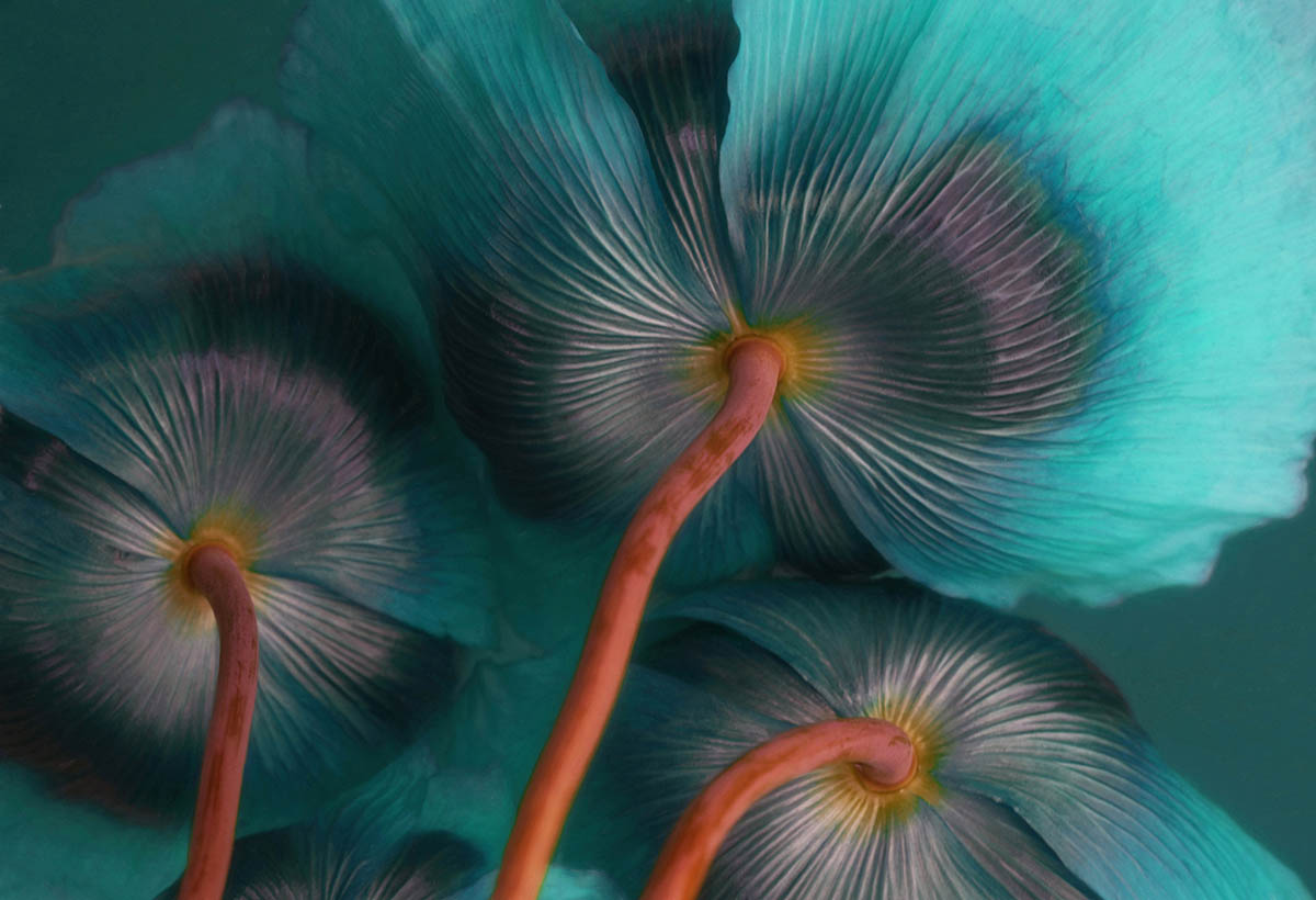 IGPOTY abstract views