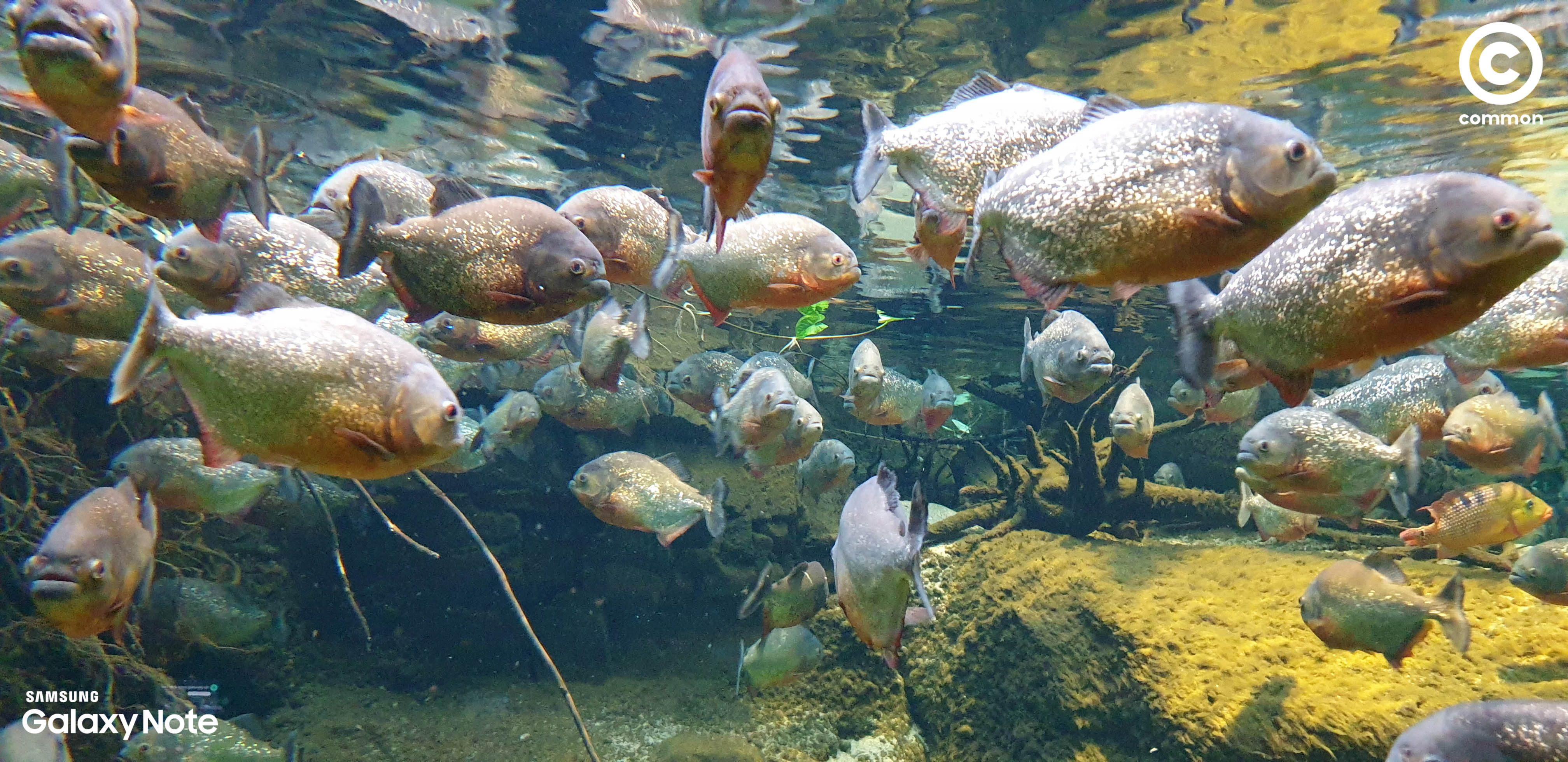 Aquarium Den Blå Planet Denmark