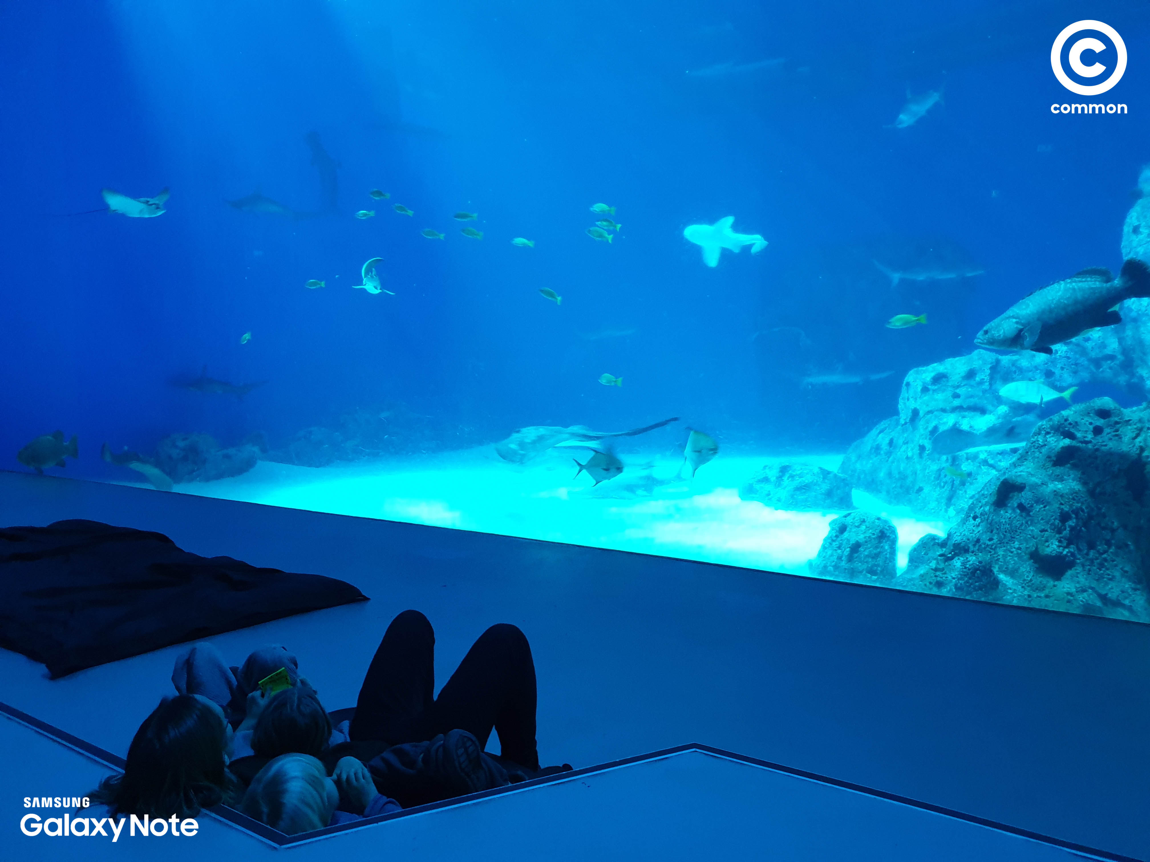 Aquarium Den Blå Planet Denmark