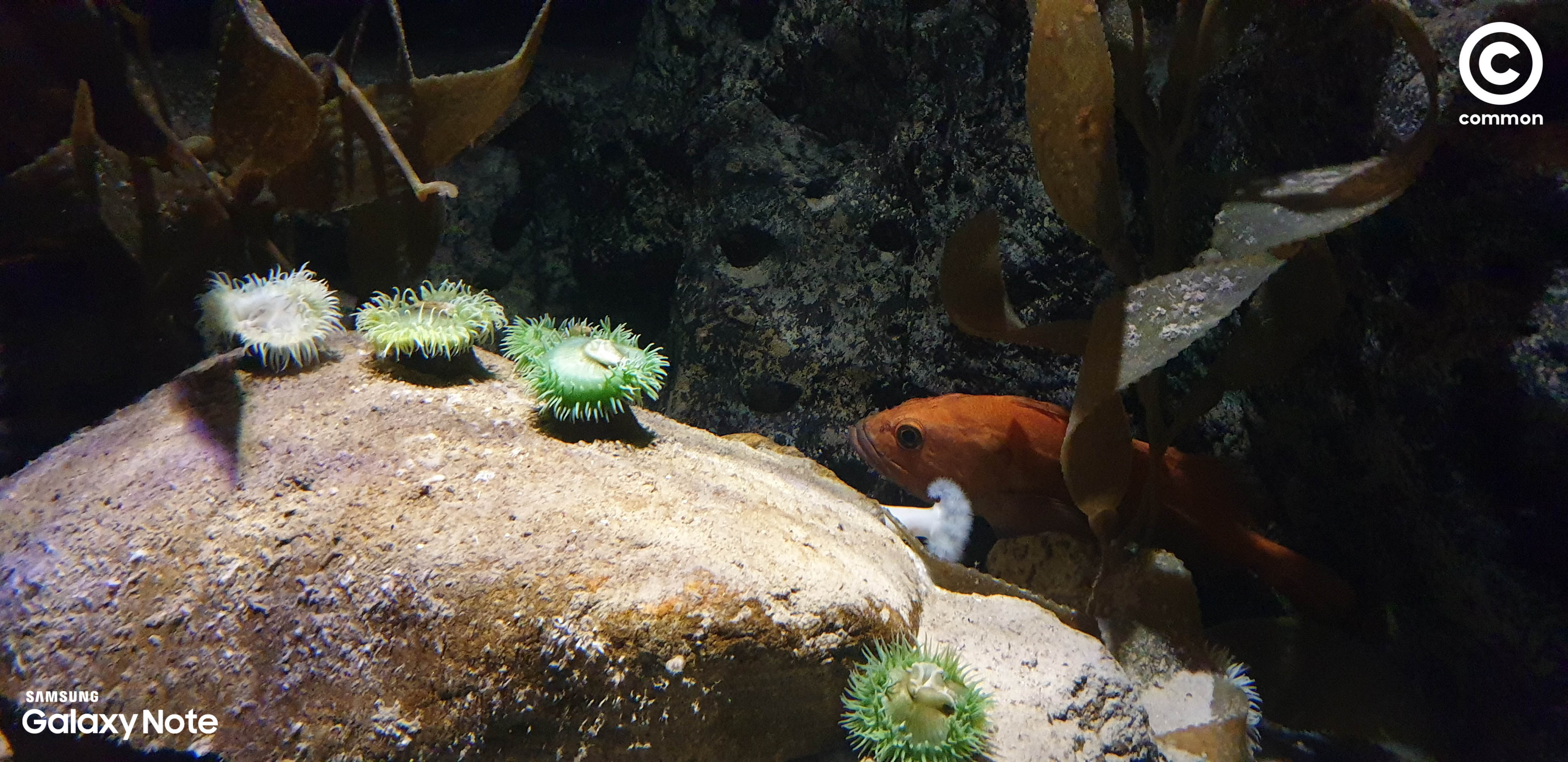 Aquarium Den Blå Planet Denmark