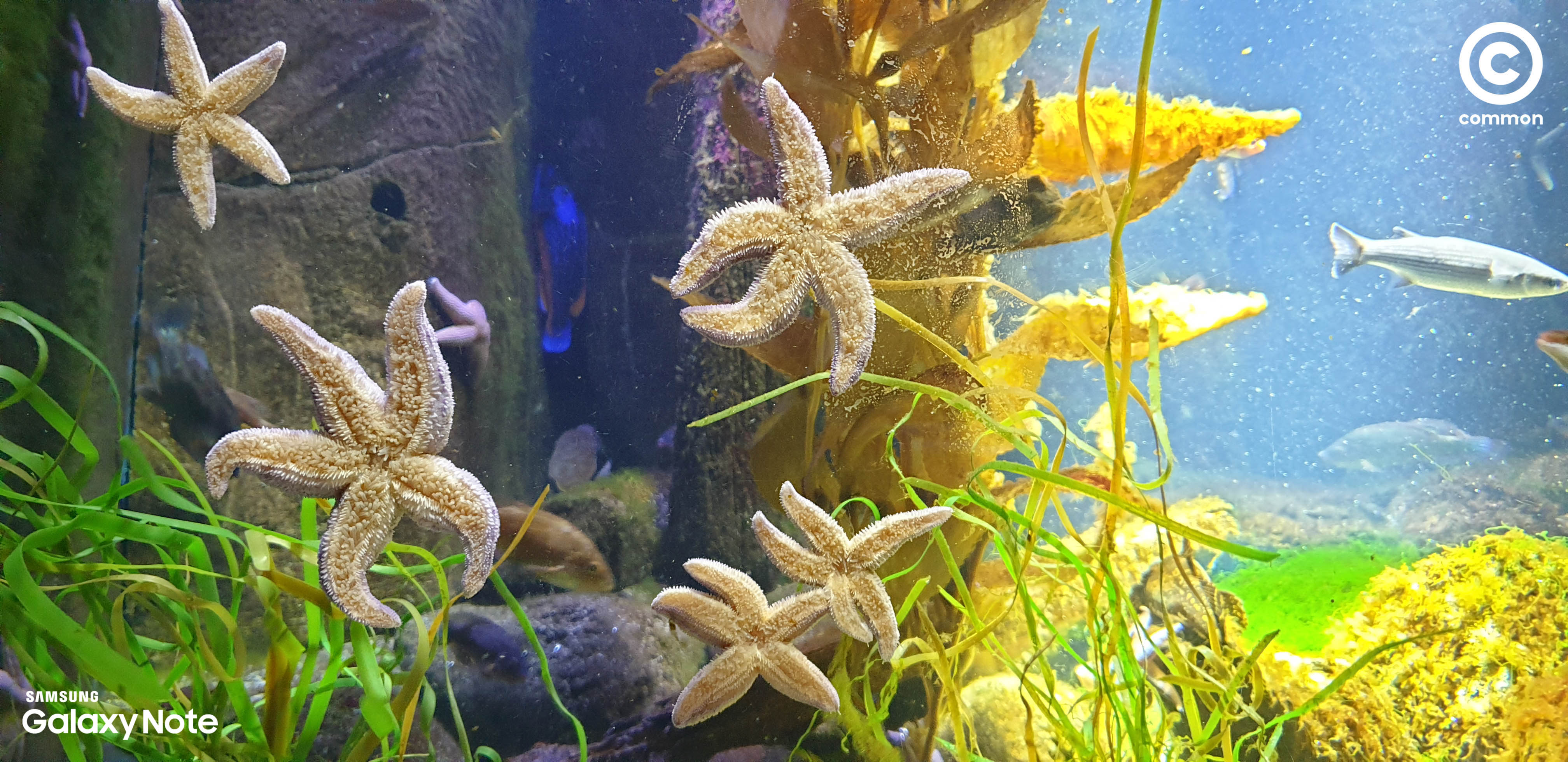 Aquarium Den Blå Planet Denmark