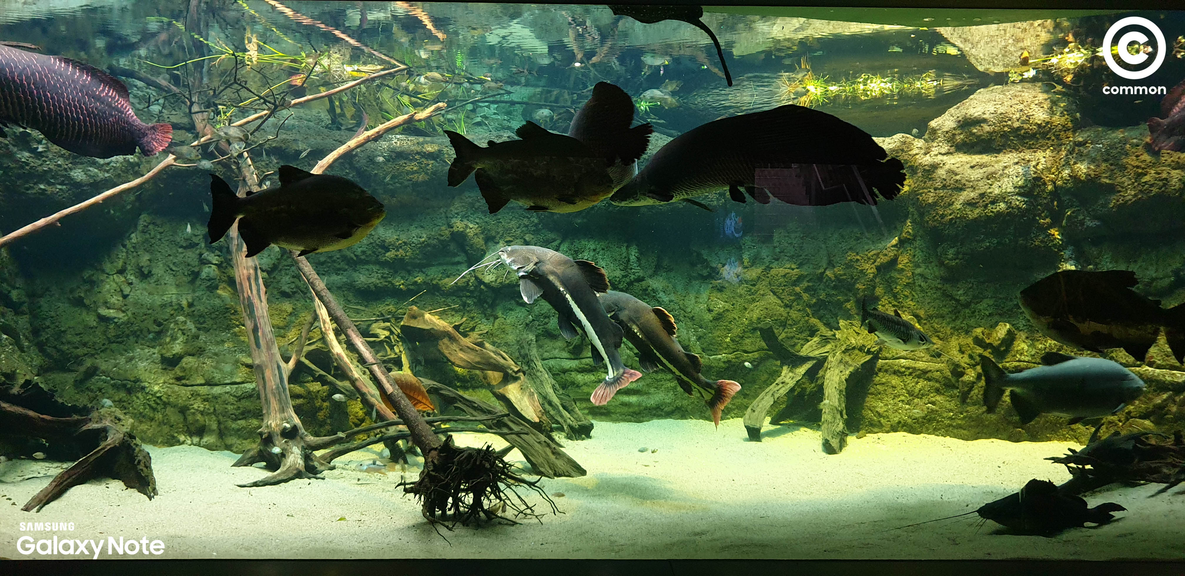 Aquarium Den Blå Planet Denmark