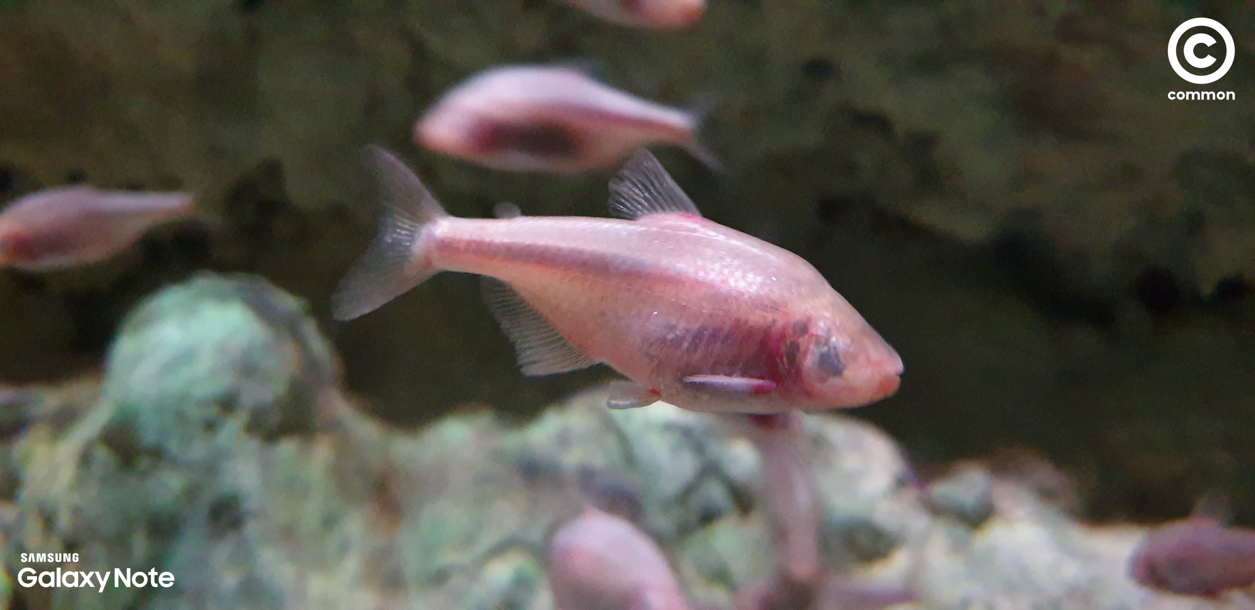 Aquarium Den Blå Planet Denmark