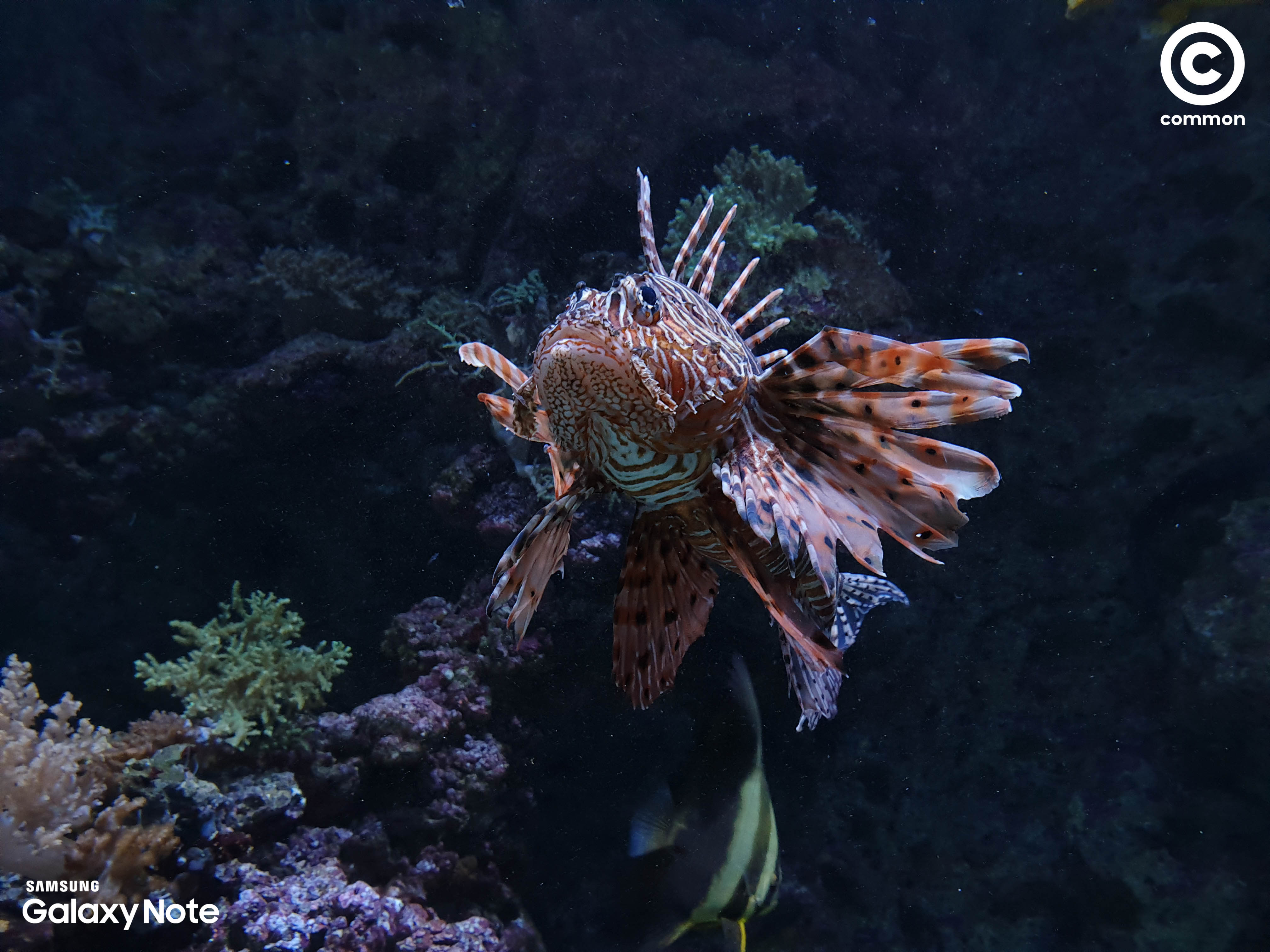 Aquarium Den Blå Planet Denmark
