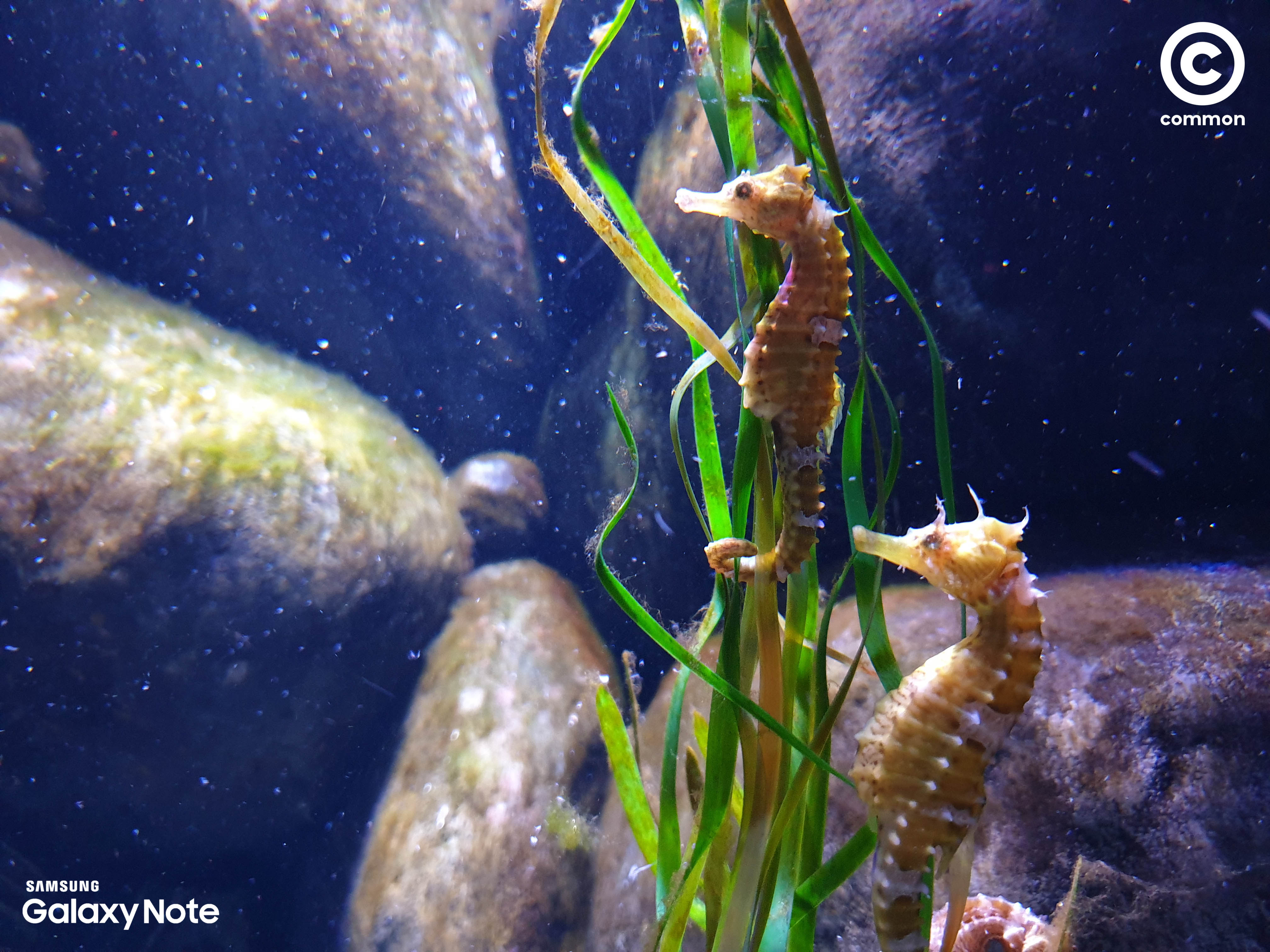 Aquarium Den Blå Planet Denmark