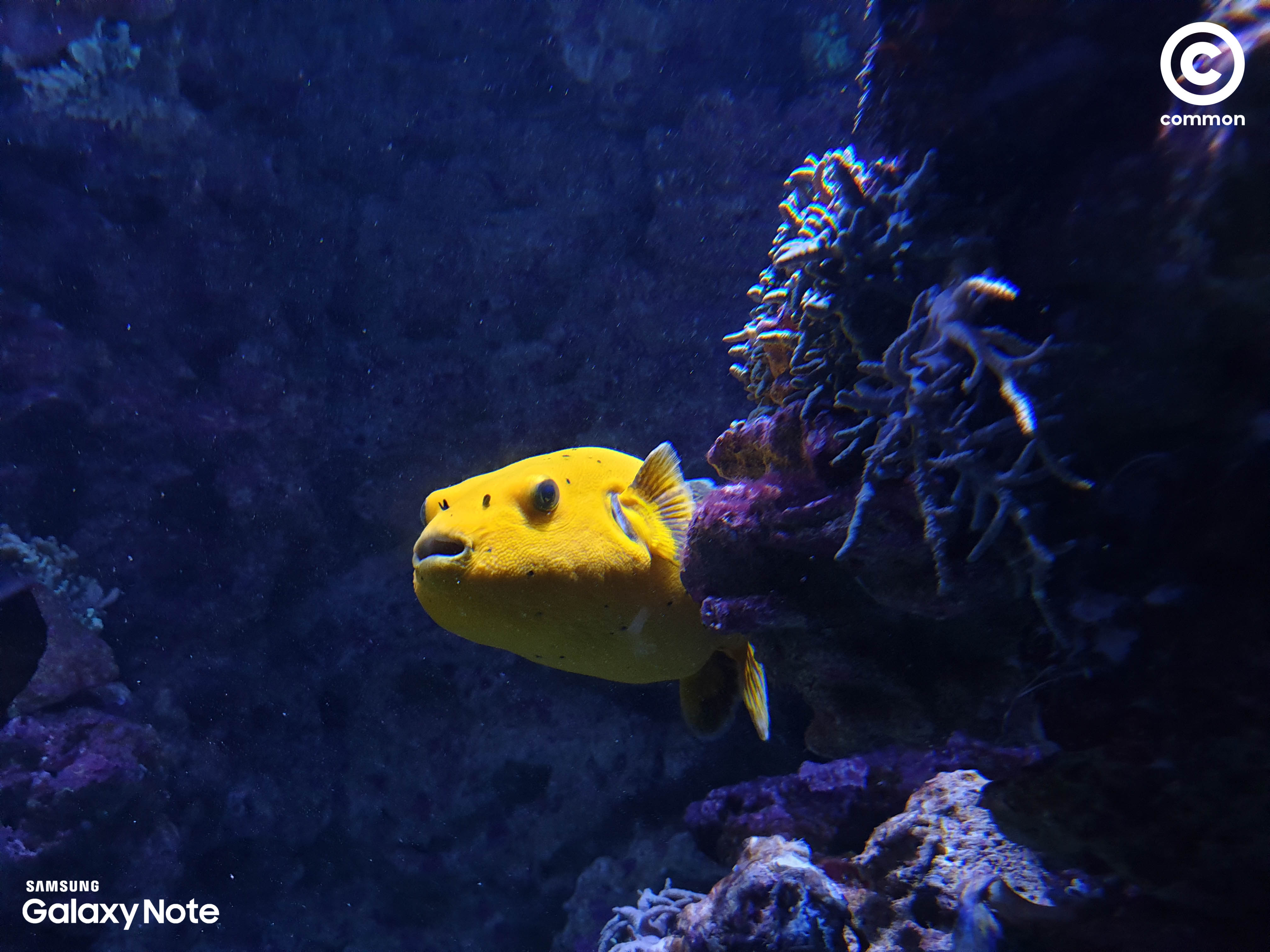 Aquarium Den Blå Planet Denmark