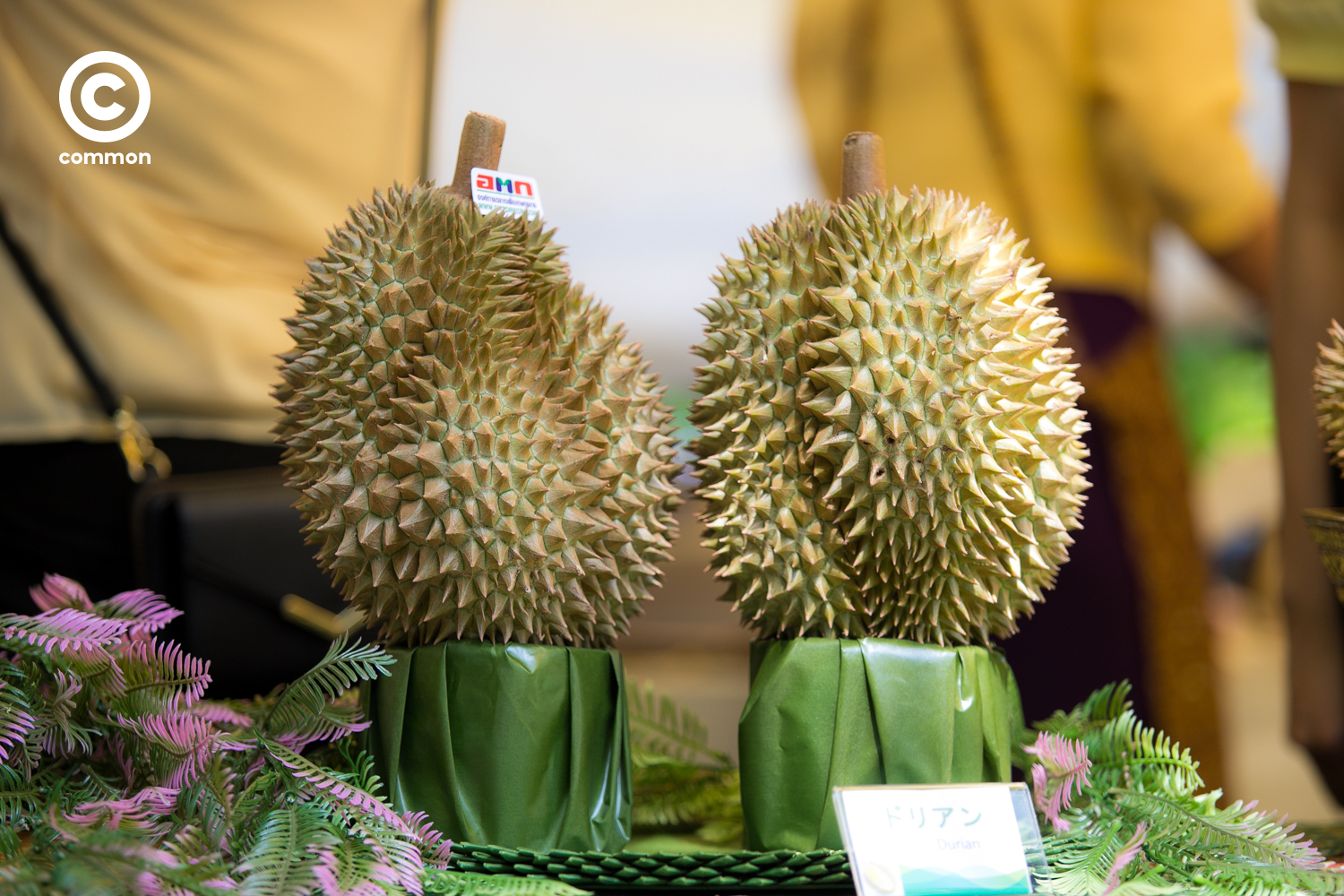 thai fest