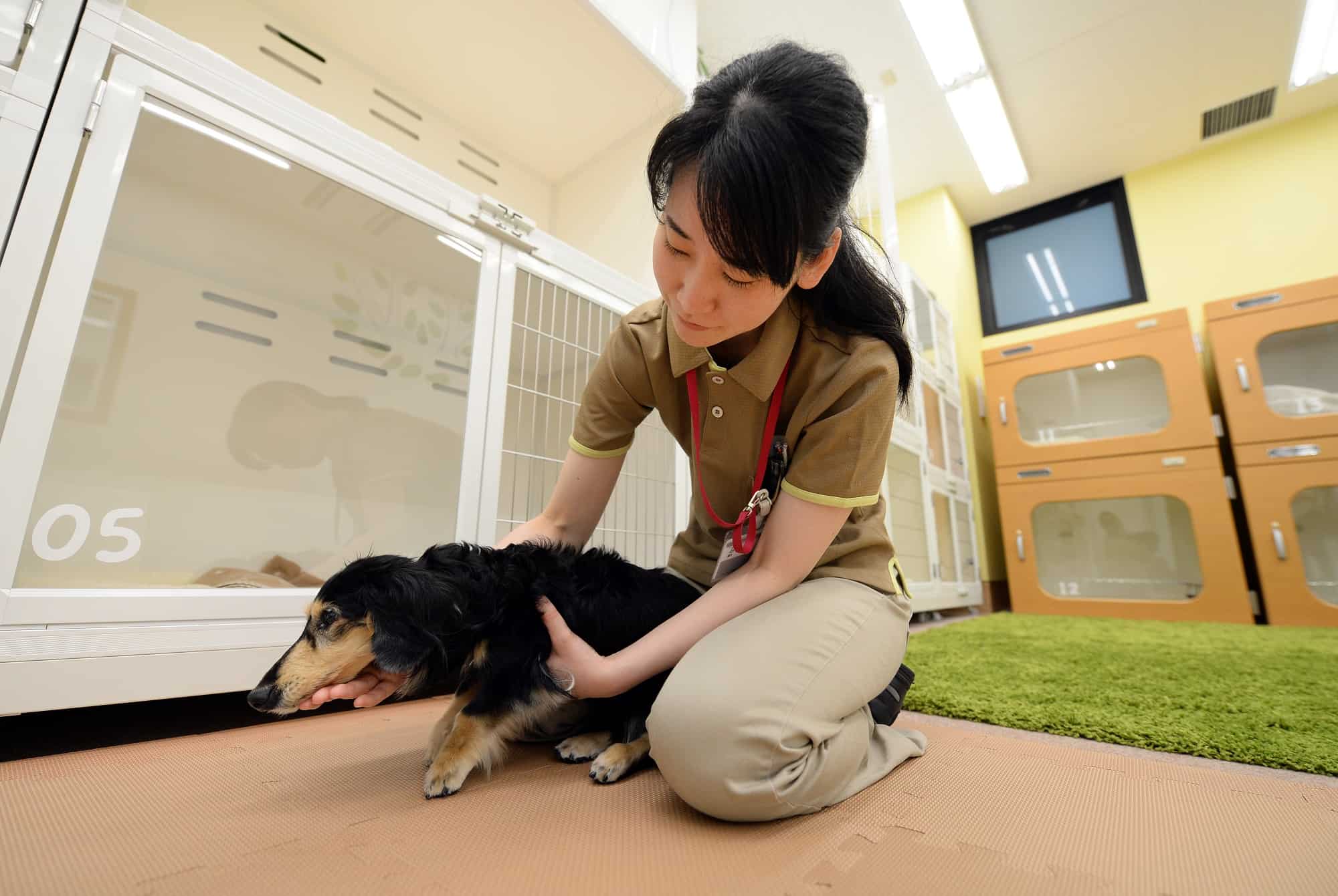 eldery pet care