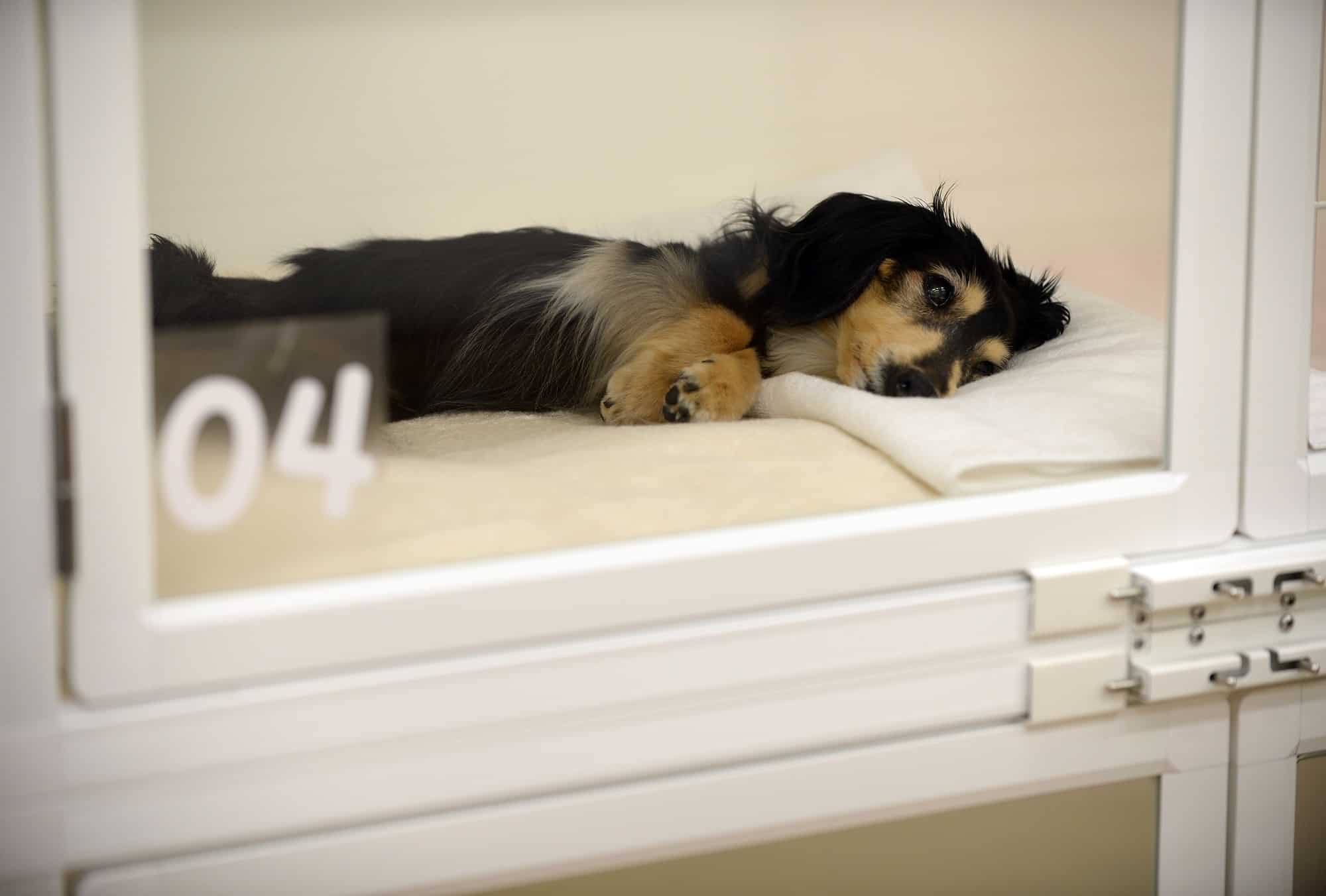 eldery pet care