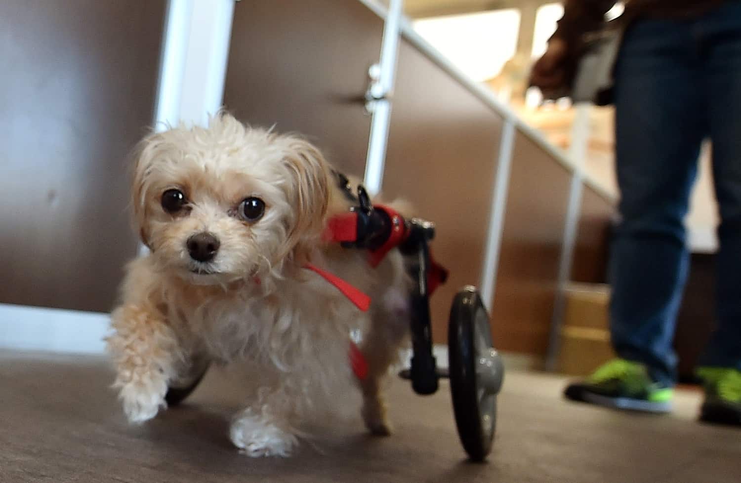 eldery pet care