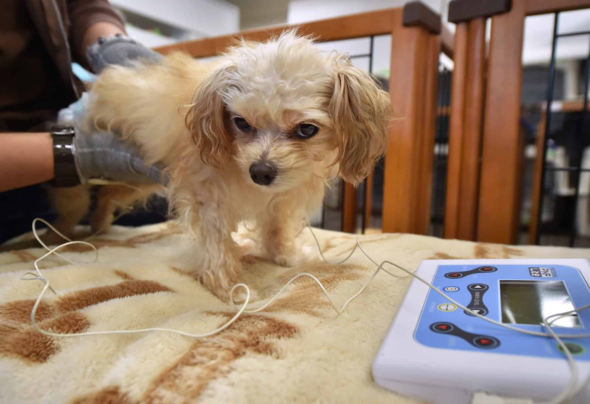 eldery pet care