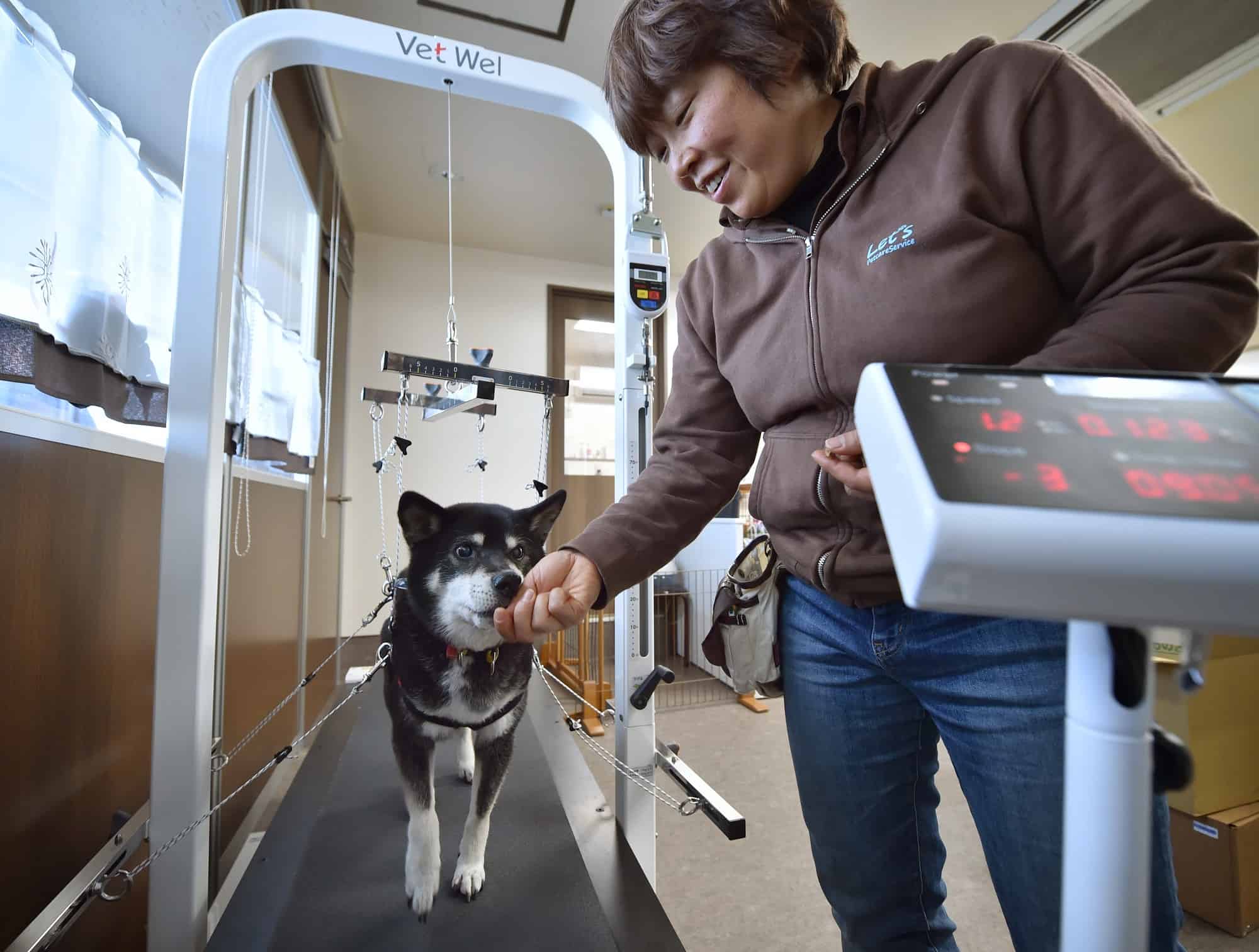 eldery pet care