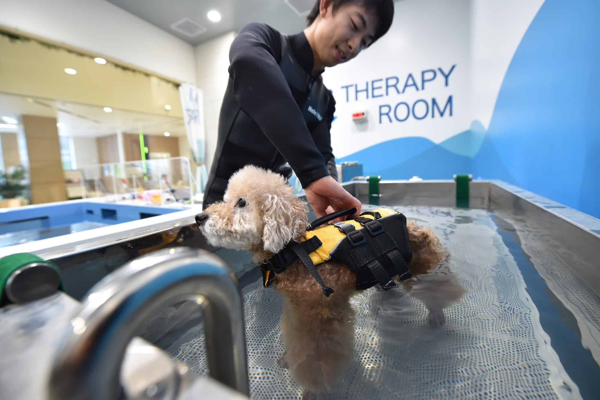 eldery pet care