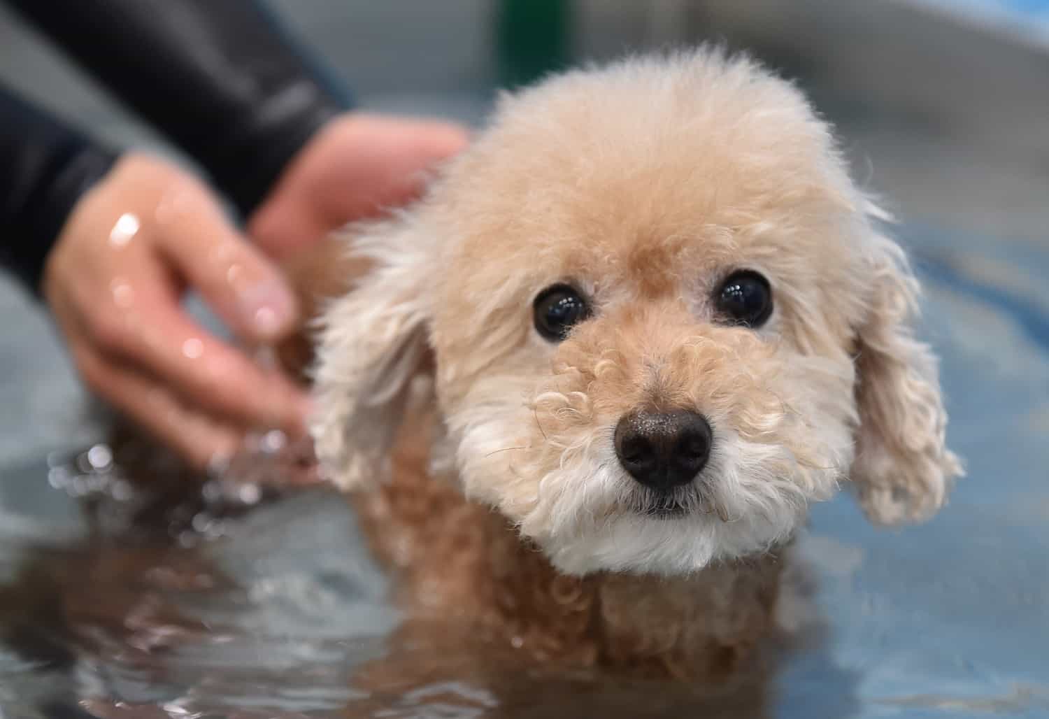 eldery pet care