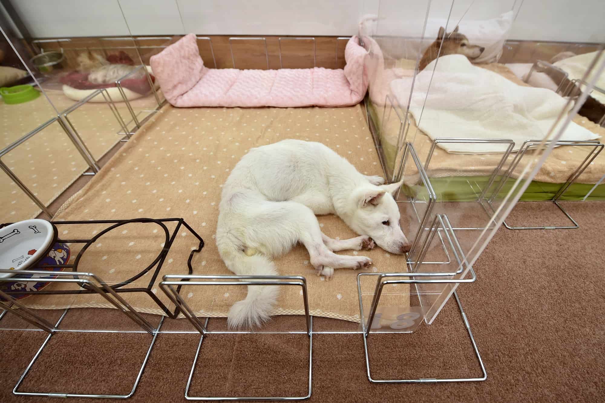 eldery pet care