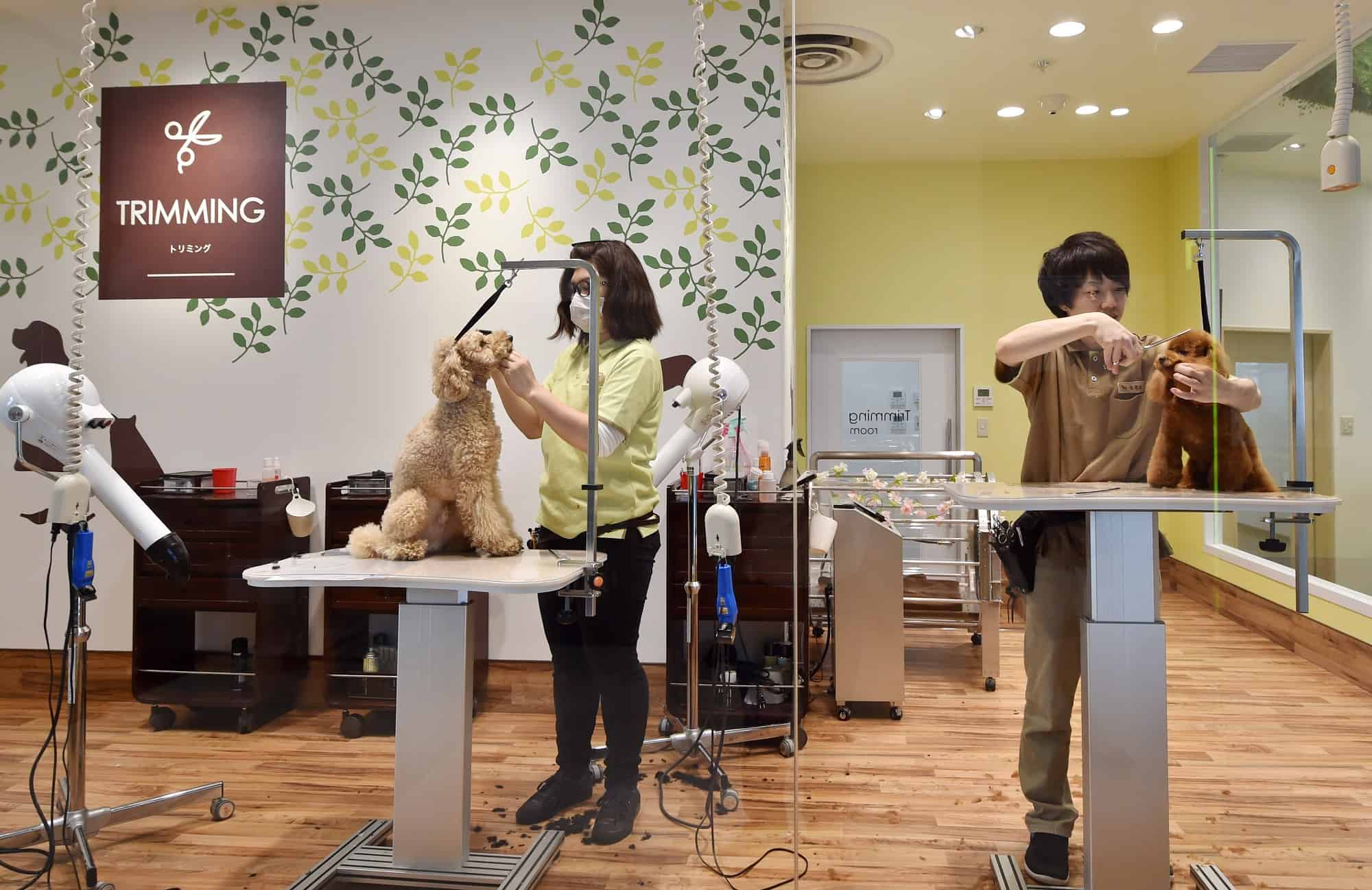 eldery pet care