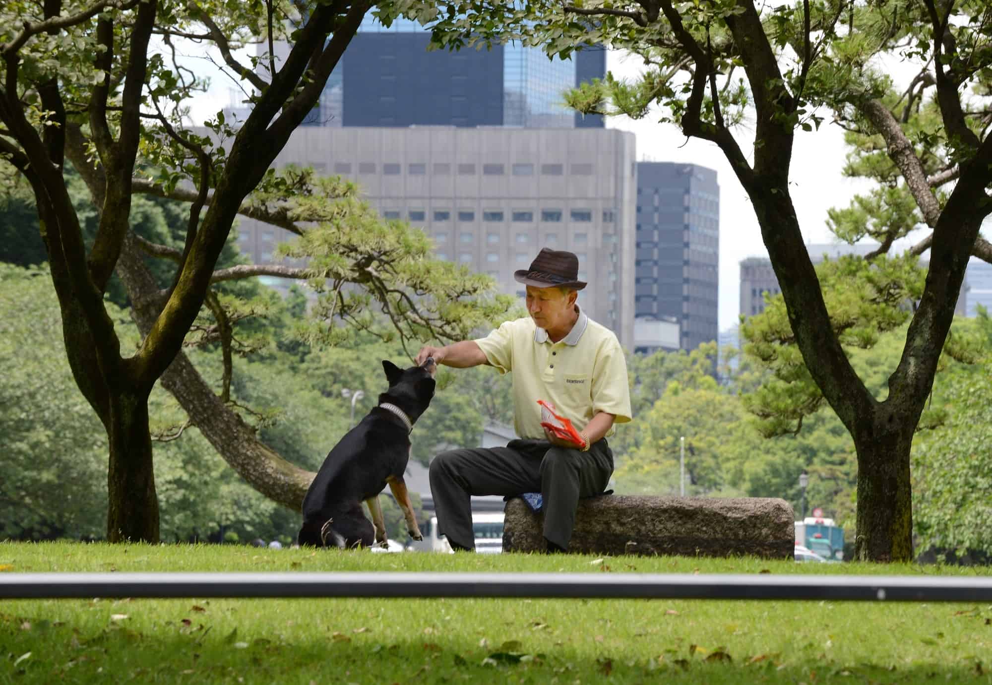 eldery pet care