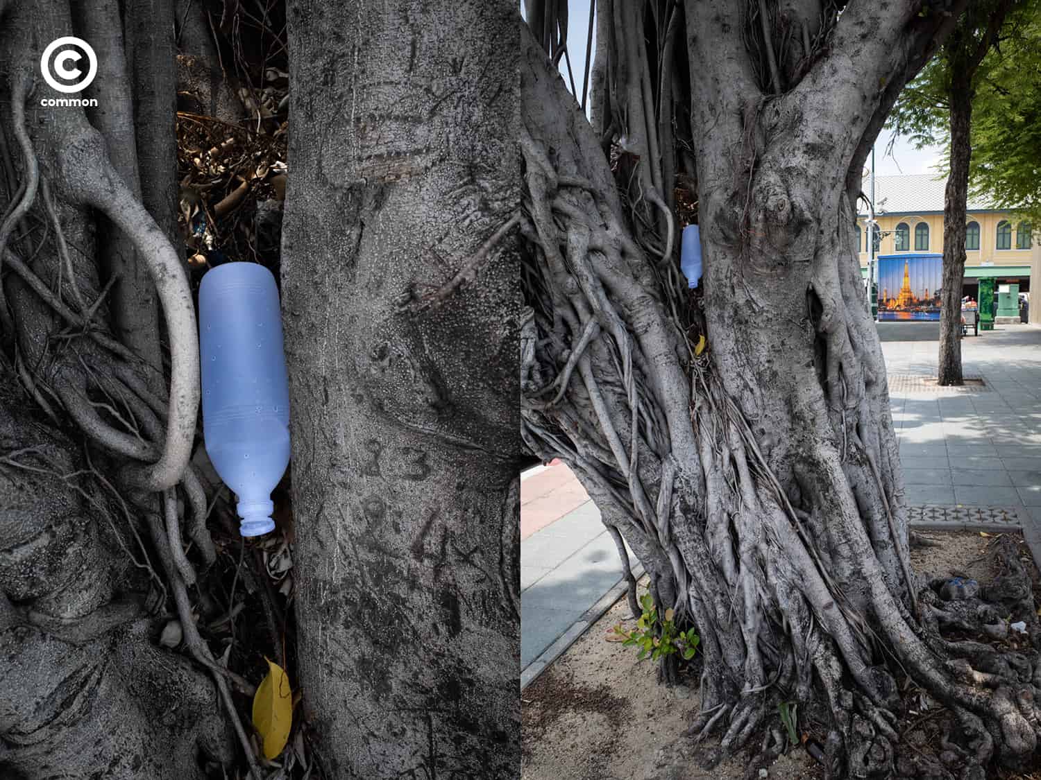#photo essay #culture #ขยะ #ต้นไม้ #ผิดที่ผิดทาง #ถังขยะ