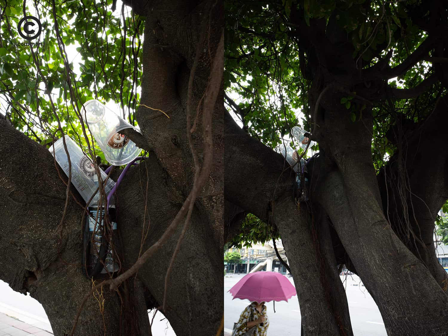 #photo essay #culture #ขยะ #ต้นไม้ #ผิดที่ผิดทาง #ถังขยะ