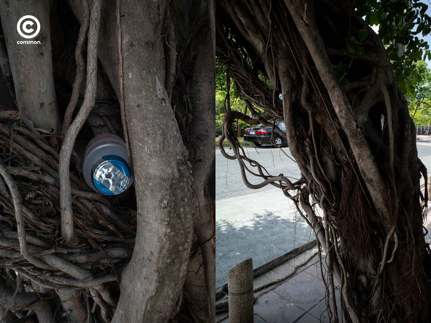 #photo essay #culture #ขยะ #ต้นไม้ #ผิดที่ผิดทาง #ถังขยะ