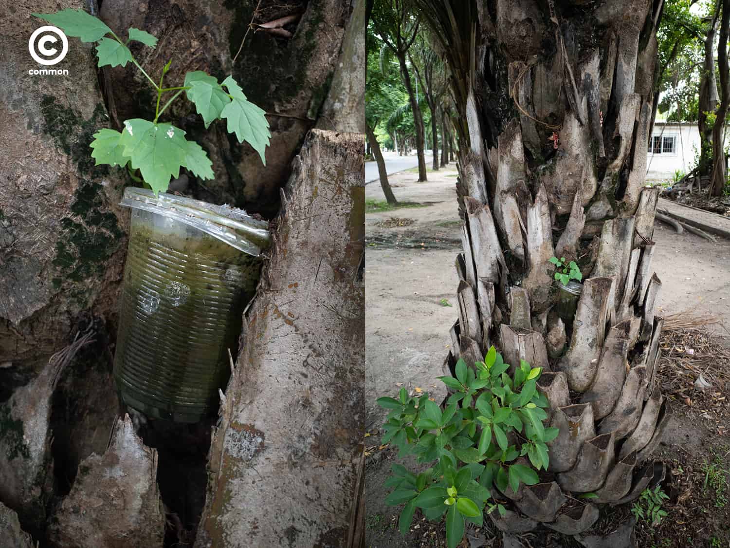 #photo essay #culture #ขยะ #ต้นไม้ #ผิดที่ผิดทาง #ถังขยะ