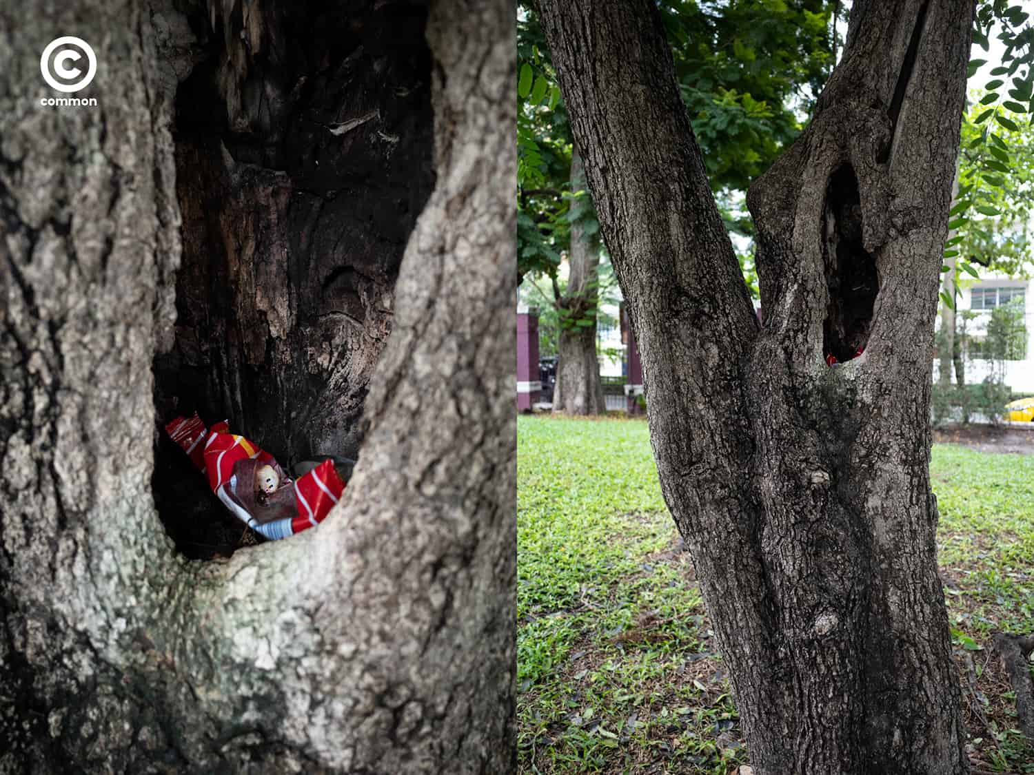 #photo essay #culture #ขยะ #ต้นไม้ #ผิดที่ผิดทาง #ถังขยะ