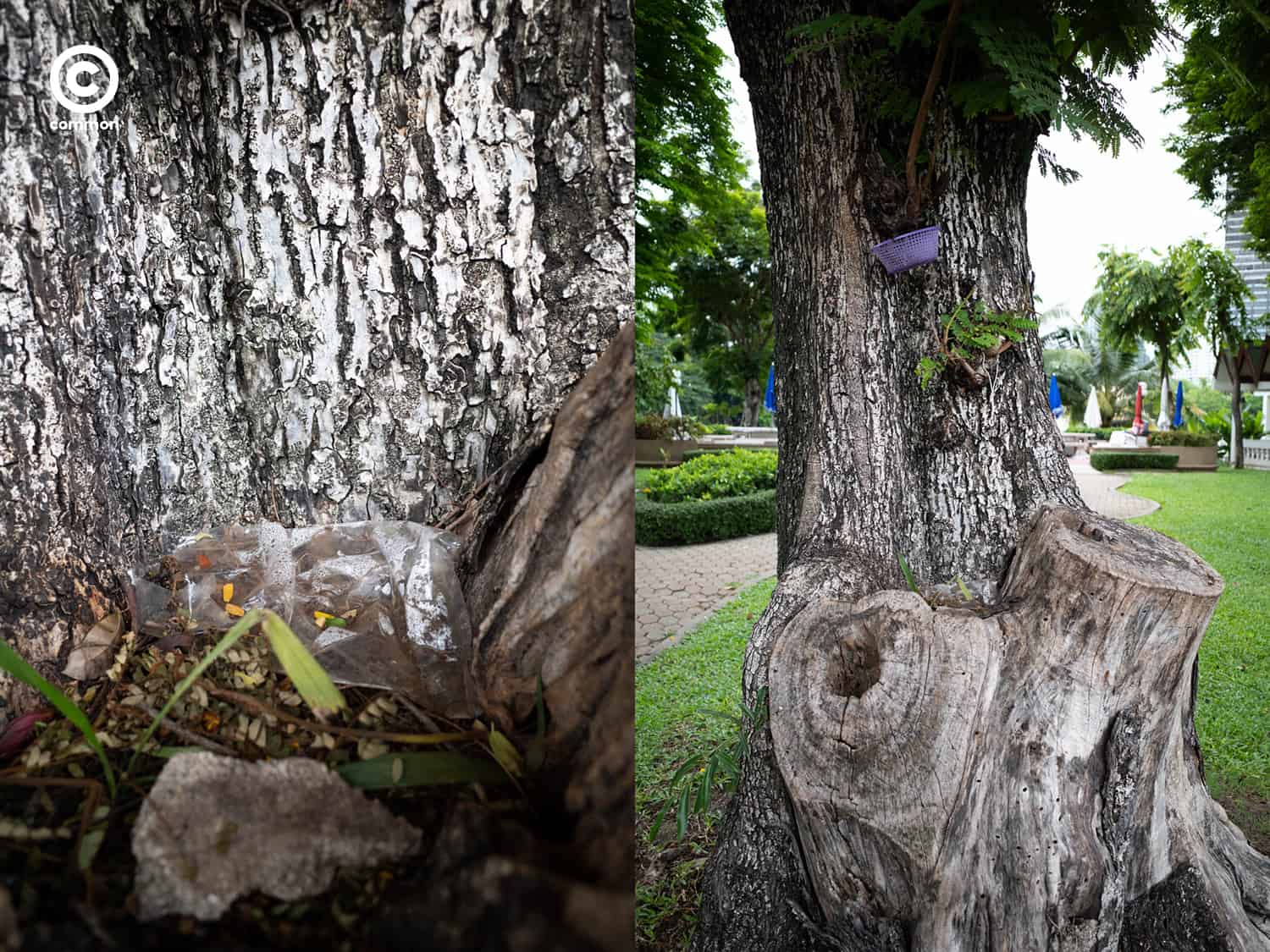 #photo essay #culture #ขยะ #ต้นไม้ #ผิดที่ผิดทาง #ถังขยะ