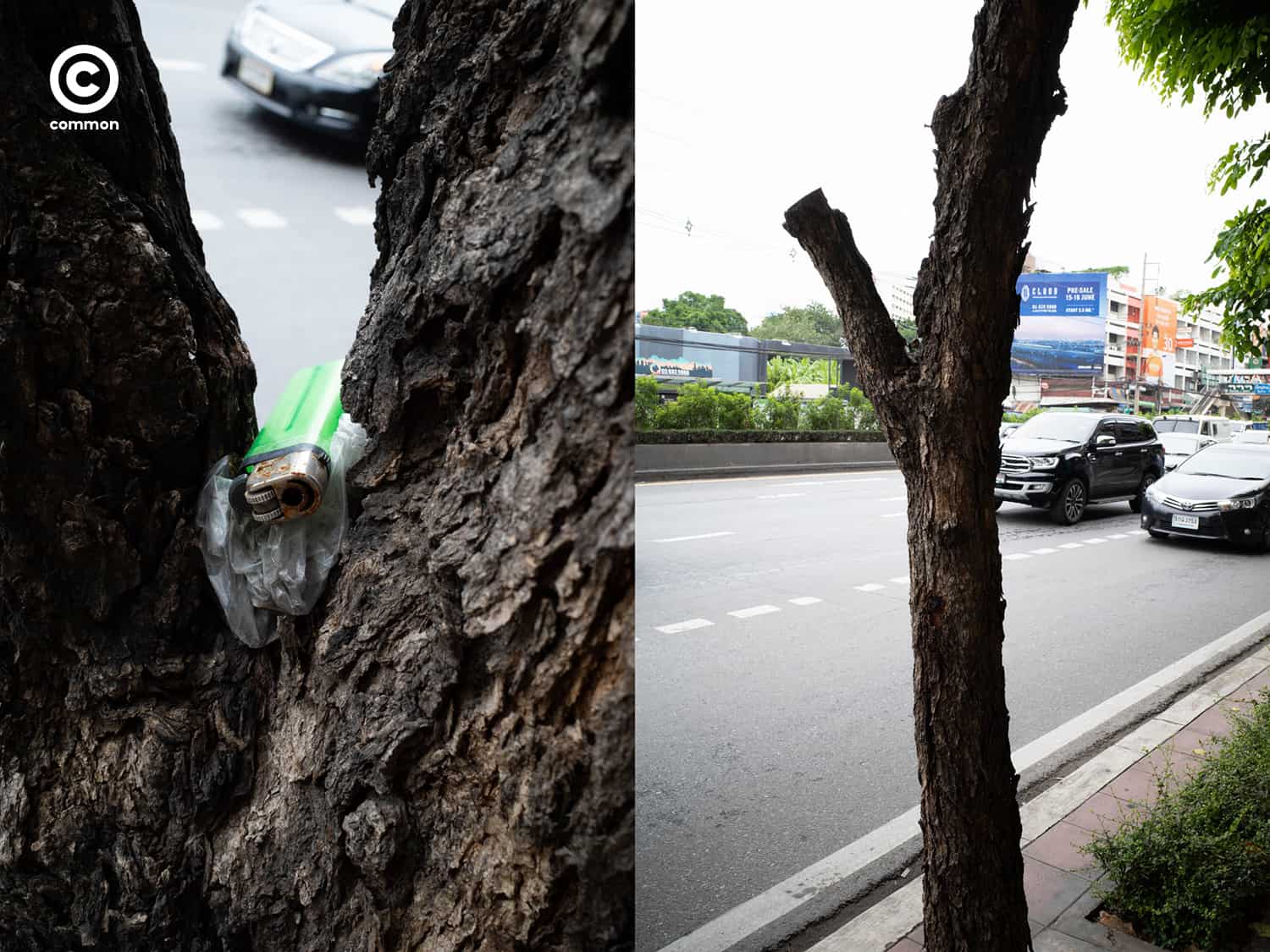 #photo essay #culture #ขยะ #ต้นไม้ #ผิดที่ผิดทาง #ถังขยะ