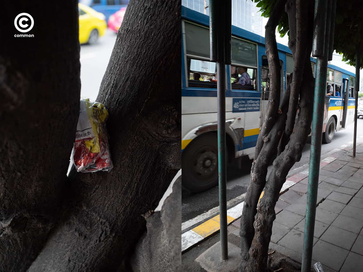 #photo essay #culture #ขยะ #ต้นไม้ #ผิดที่ผิดทาง #ถังขยะ