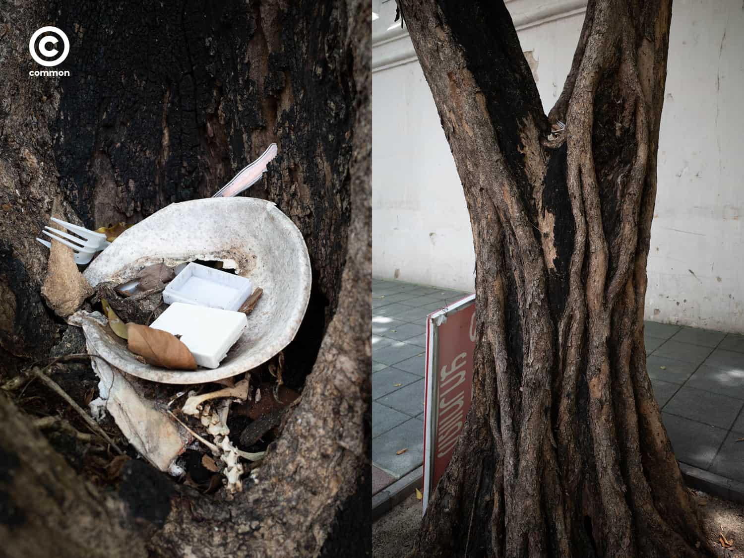 #photo essay #culture #ขยะ #ต้นไม้ #ผิดที่ผิดทาง #ถังขยะ