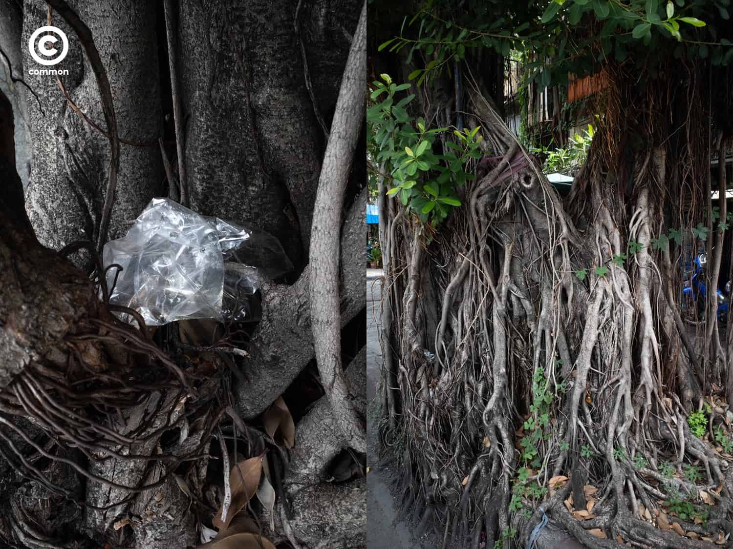 #photo essay #culture #ขยะ #ต้นไม้ #ผิดที่ผิดทาง #ถังขยะ