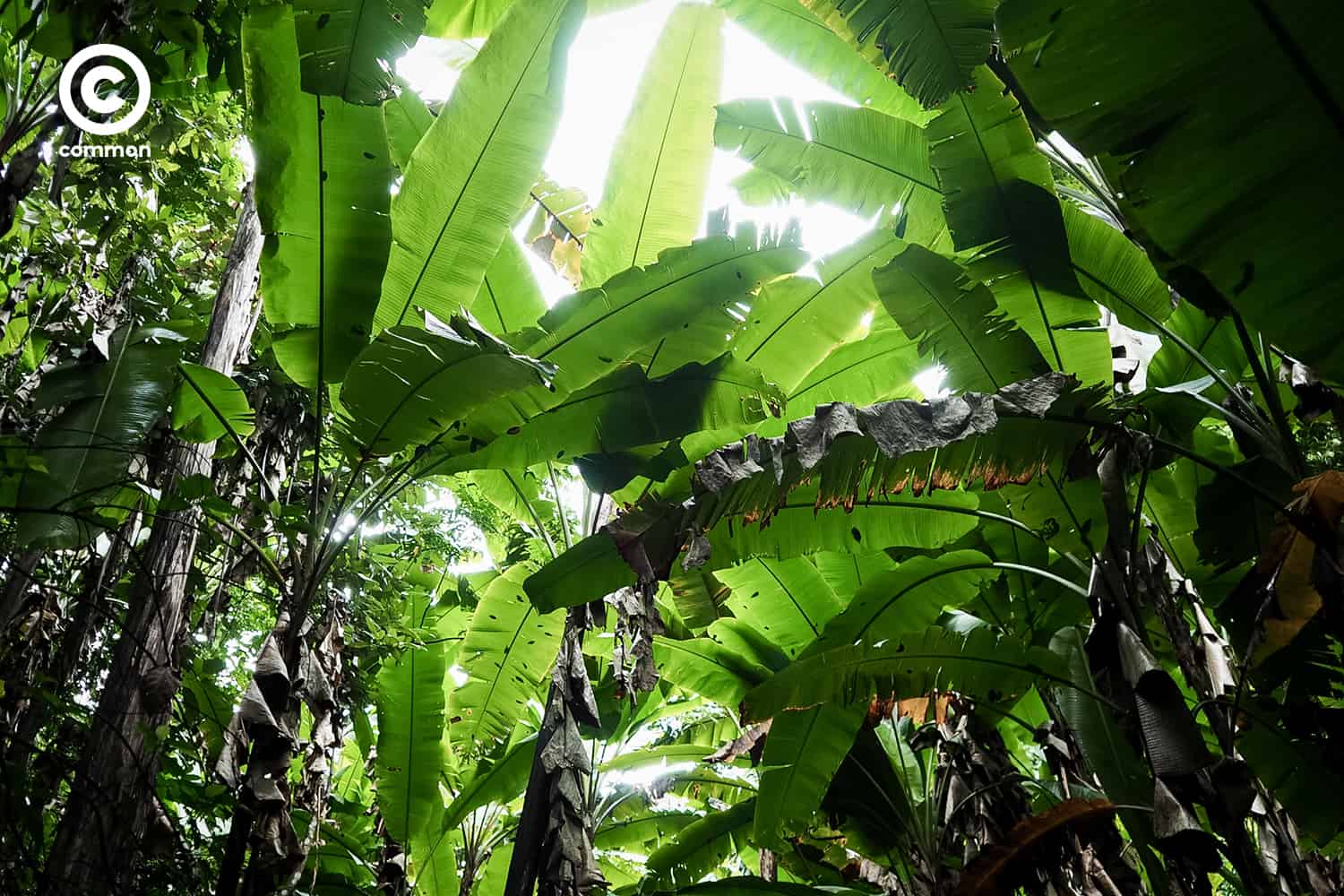 world_forest