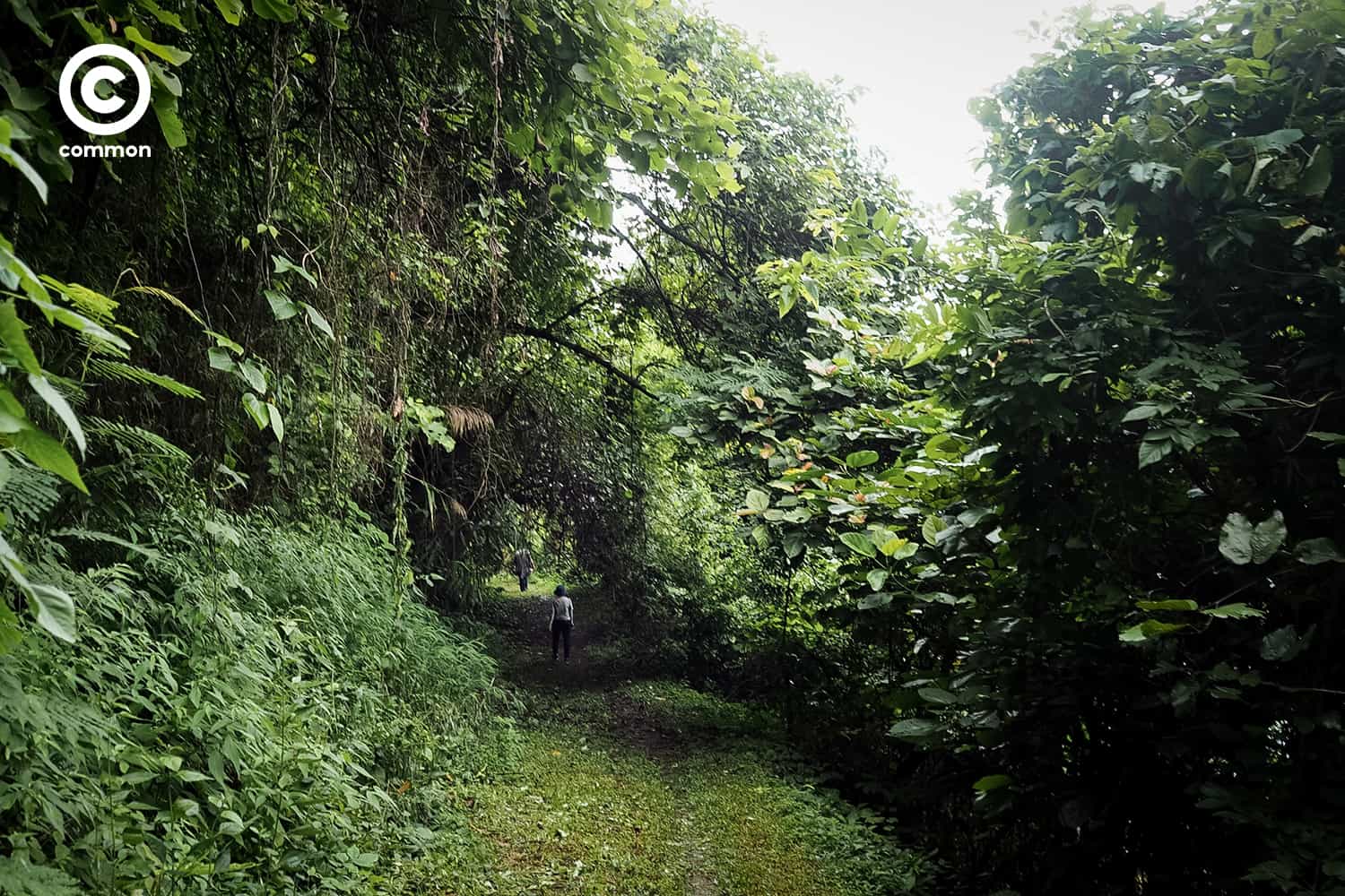 world_forest